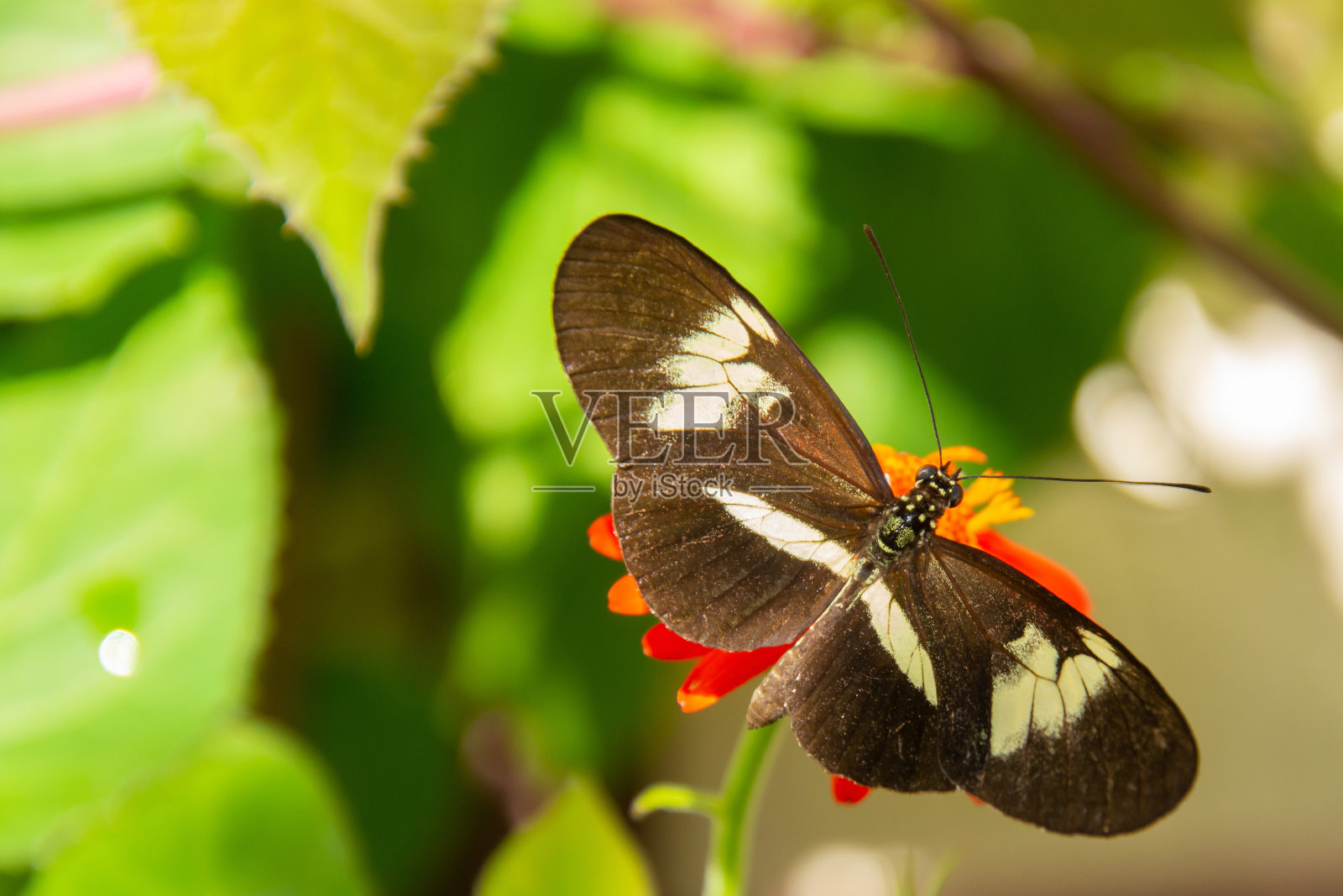 美丽多彩的蝴蝶觅食照片摄影图片