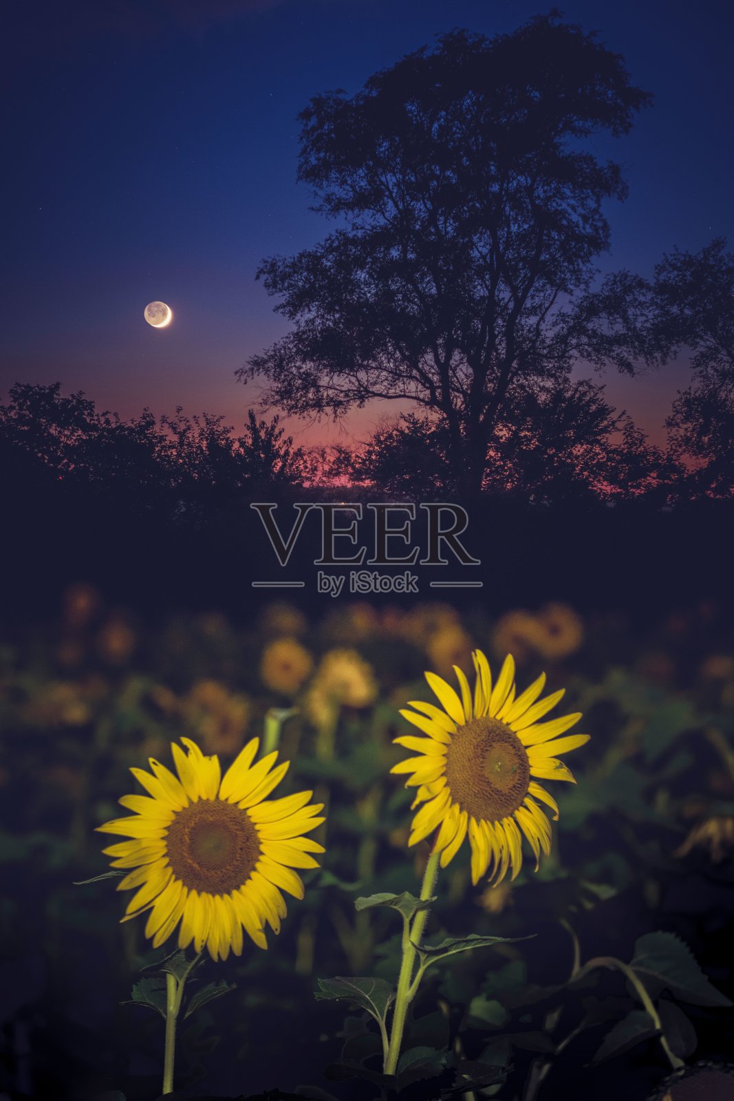 日落时分，新月映衬着向日葵田的美丽景色照片摄影图片