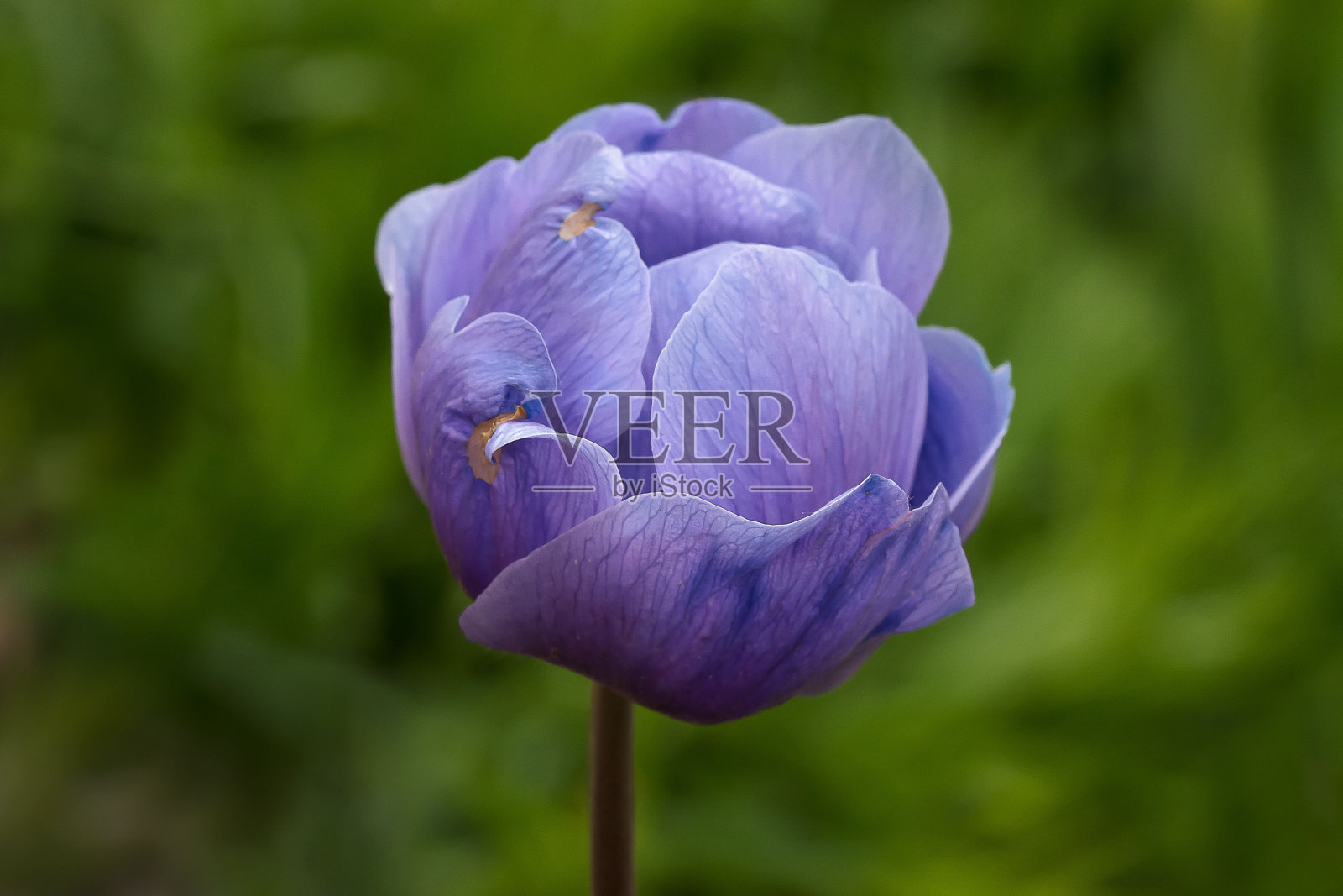 单瓣白葵冠状花序的紫色头状花序照片摄影图片
