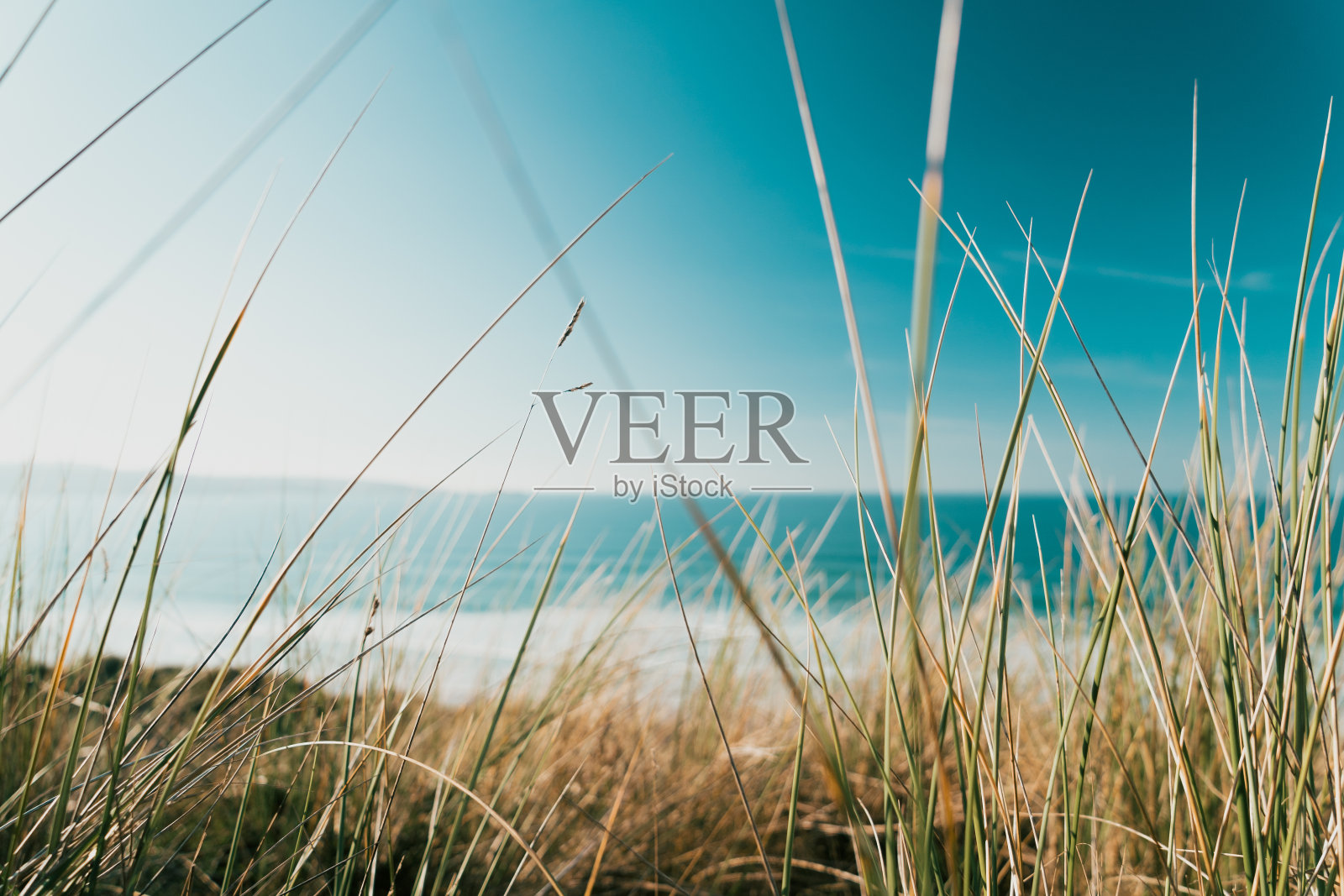 在阳光和蓝天下，海滩上的草的特写照片摄影图片