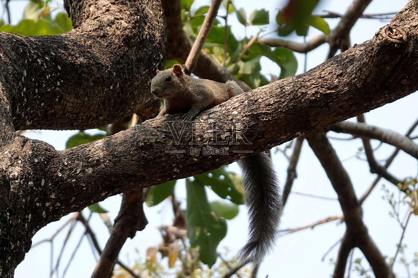 一只松鼠坐在树上，看着远处的绿叶照片摄影图片