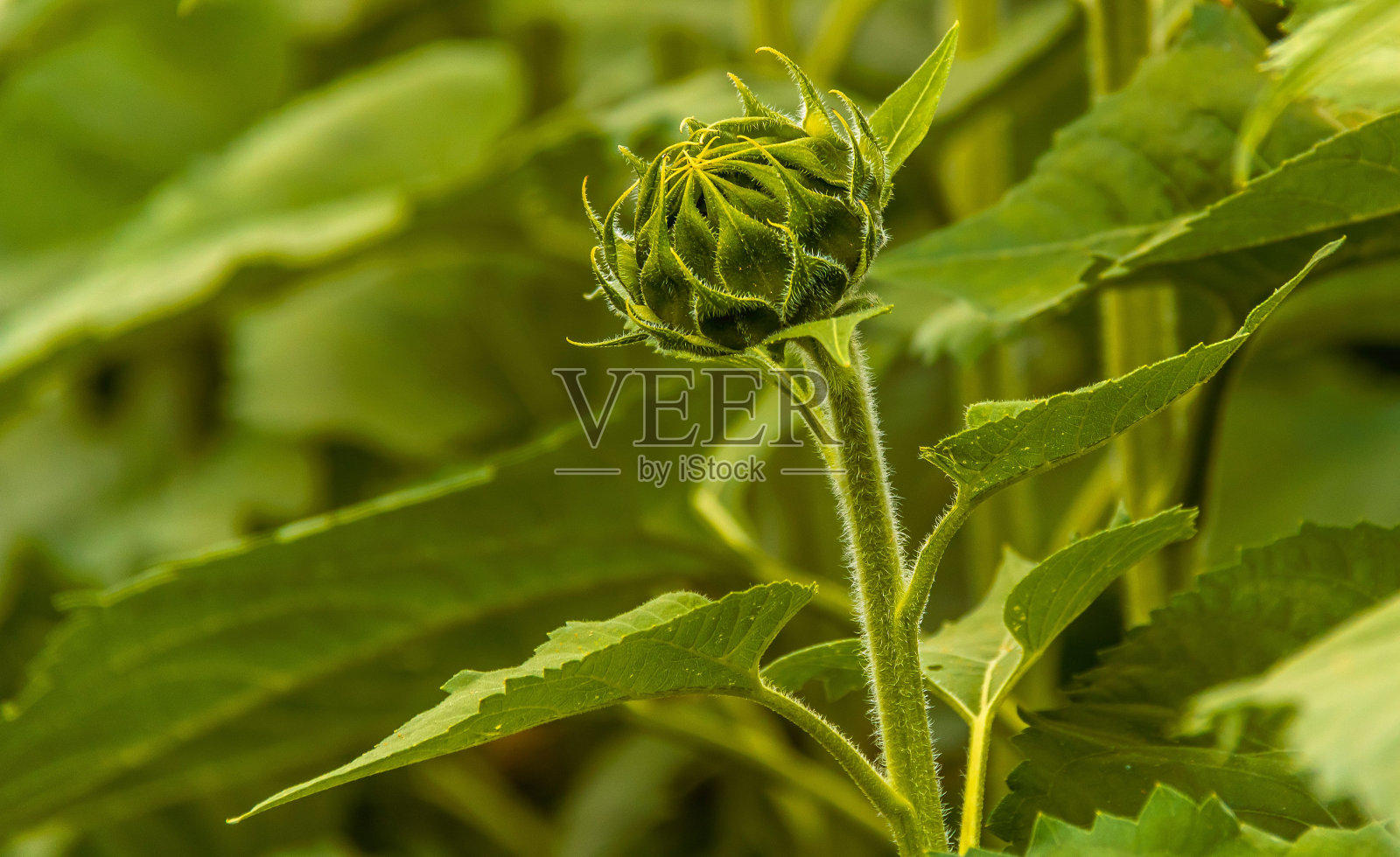 向日葵的特写，它的花瓣刚刚开始开放，为盛开做准备照片摄影图片