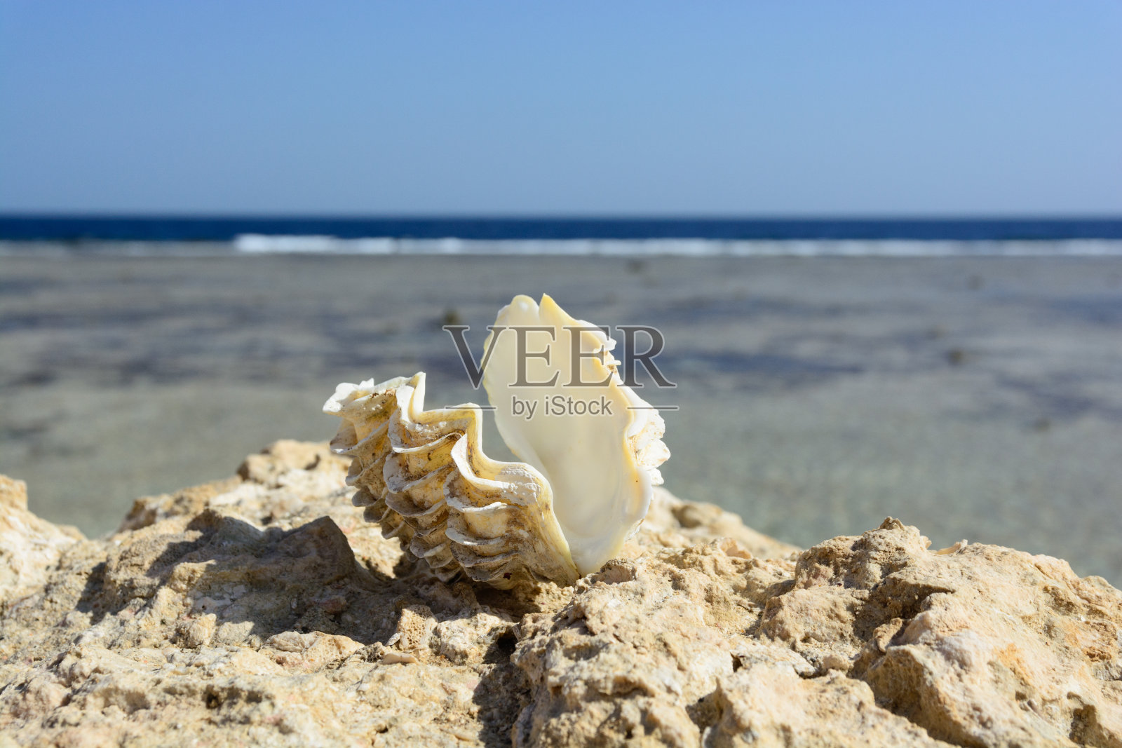 选择性聚焦拍摄岩石上的贝壳，背景是海洋照片摄影图片