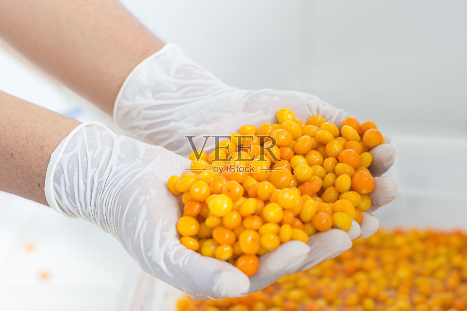 两只戴着白色手套的手拿着新鲜的小黄辣椒的特写。照片摄影图片