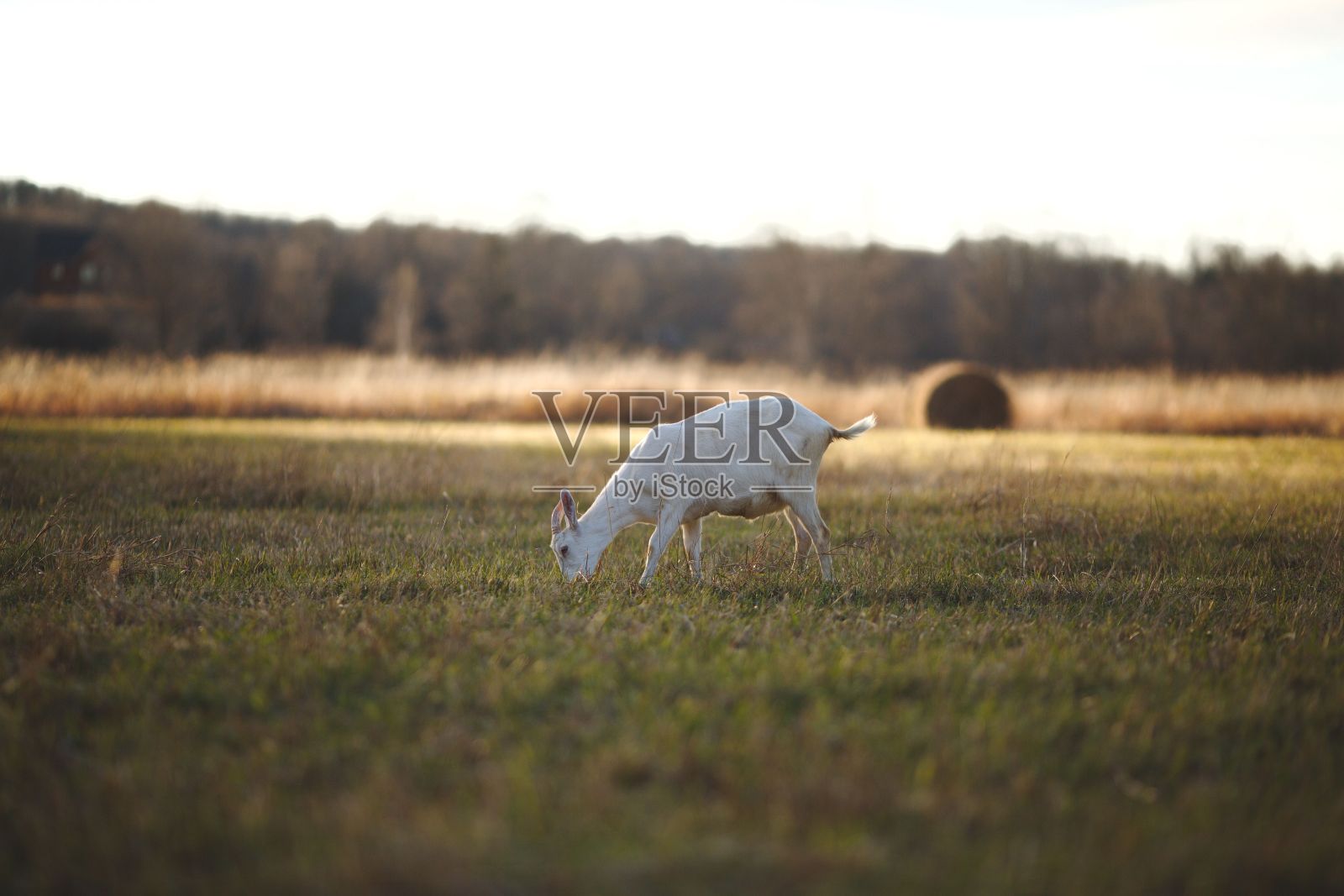在风景如画的牧场上，白色的山羊在茂盛的绿色草地上吃草照片摄影图片