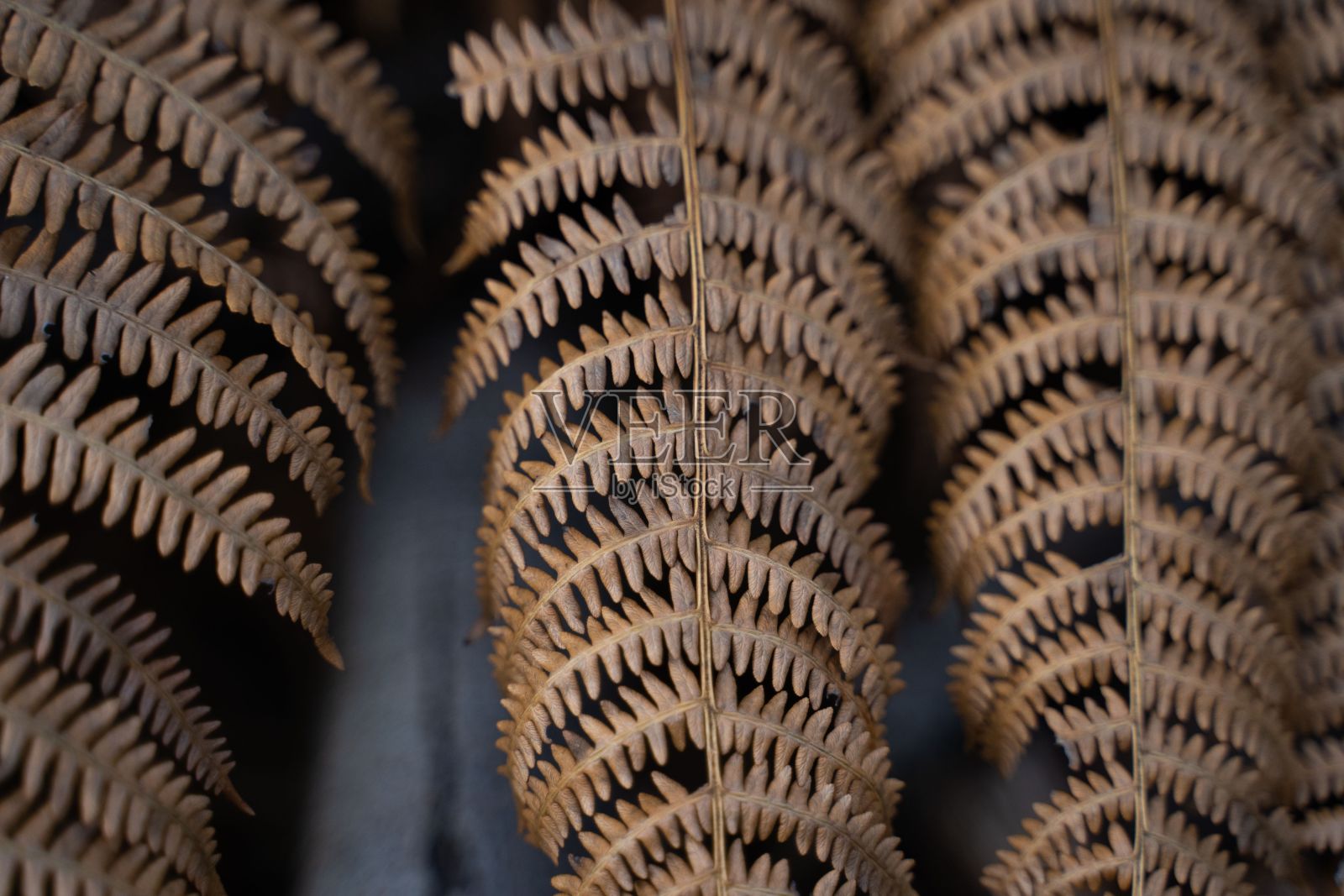 森林里三片蕨类树叶的特写照片摄影图片