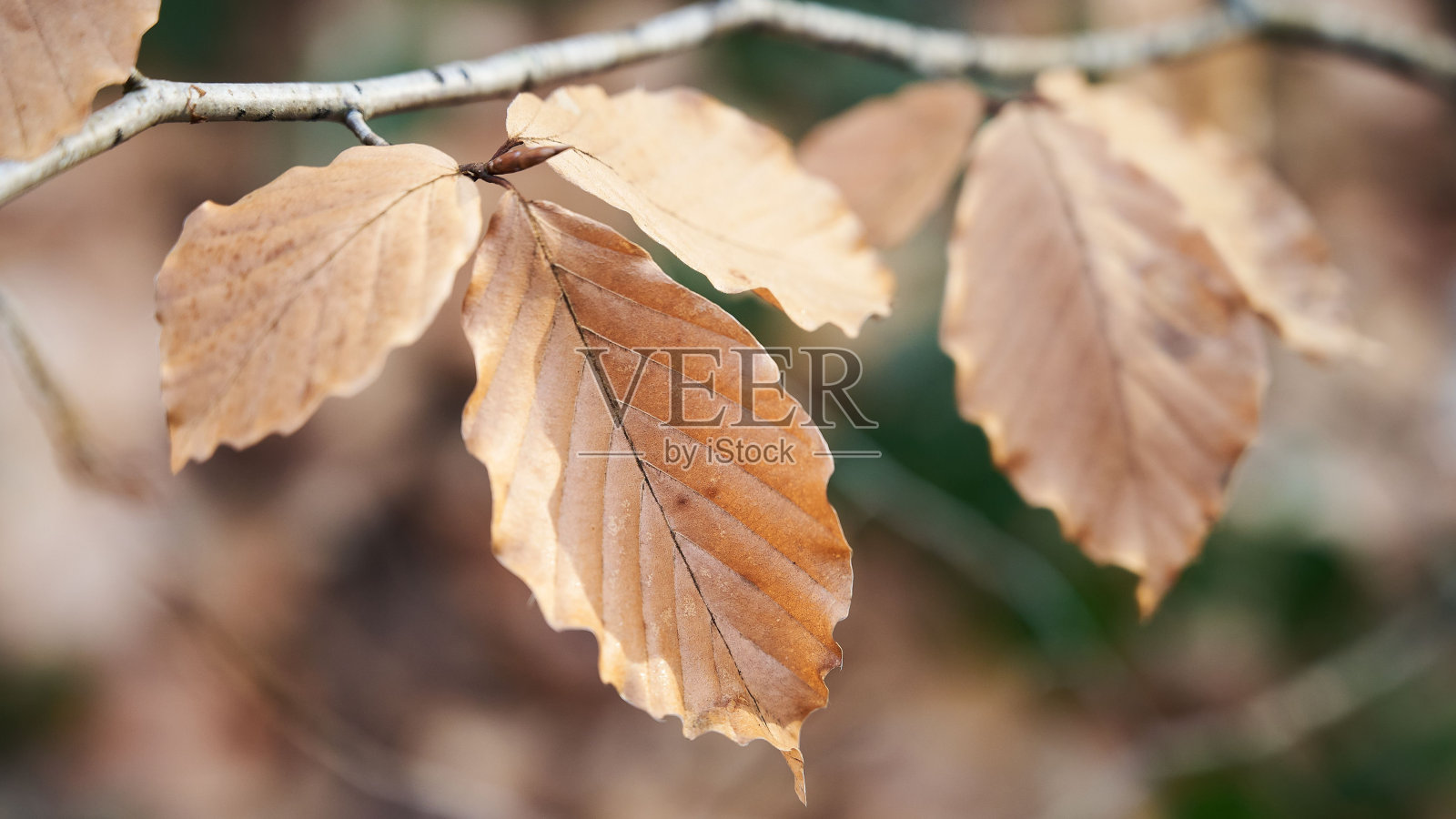 树枝的特写图像，各种干燥的叶子沿着它展开照片摄影图片