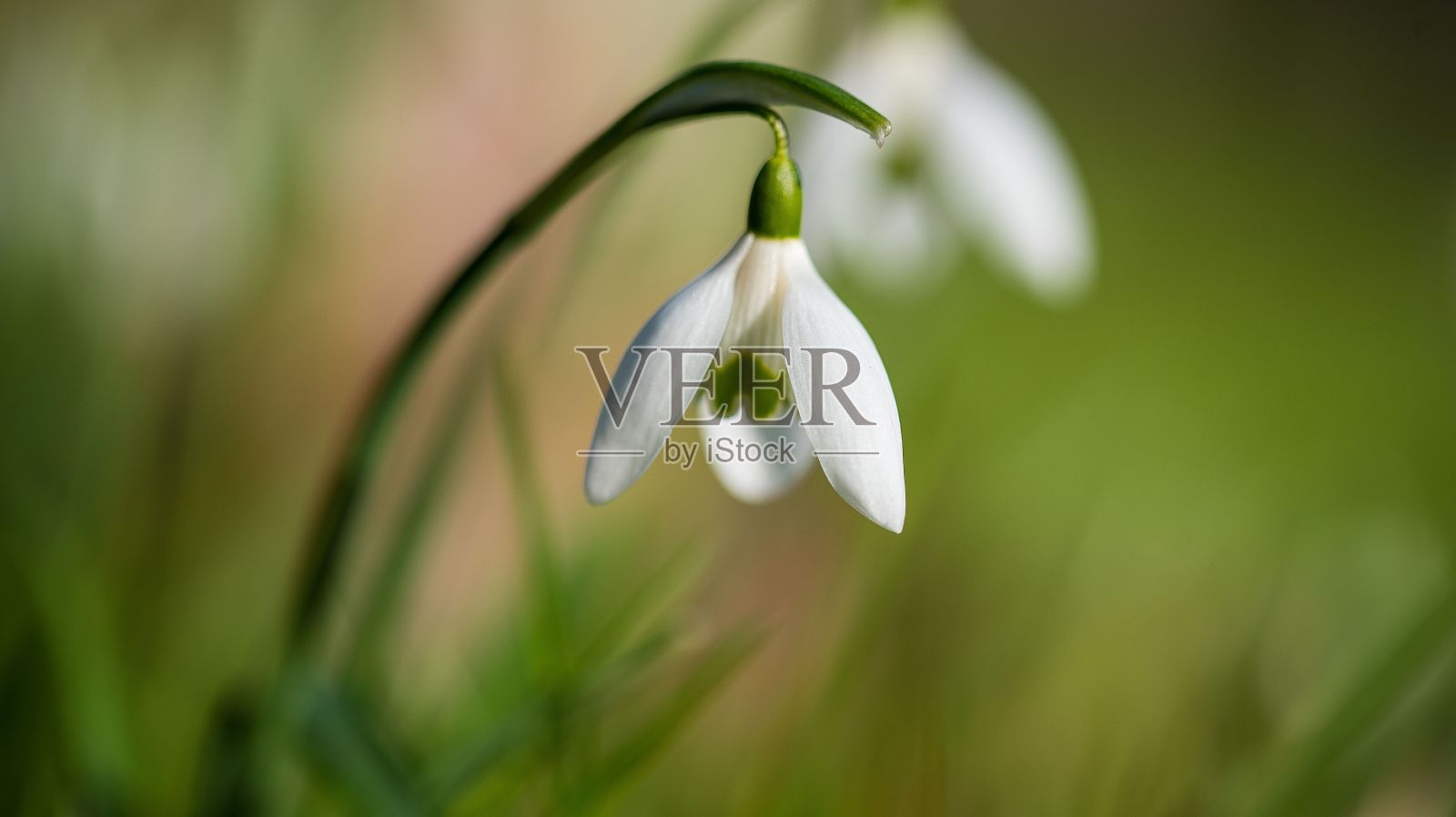 春天，草地上开着白色的雪花莲照片摄影图片