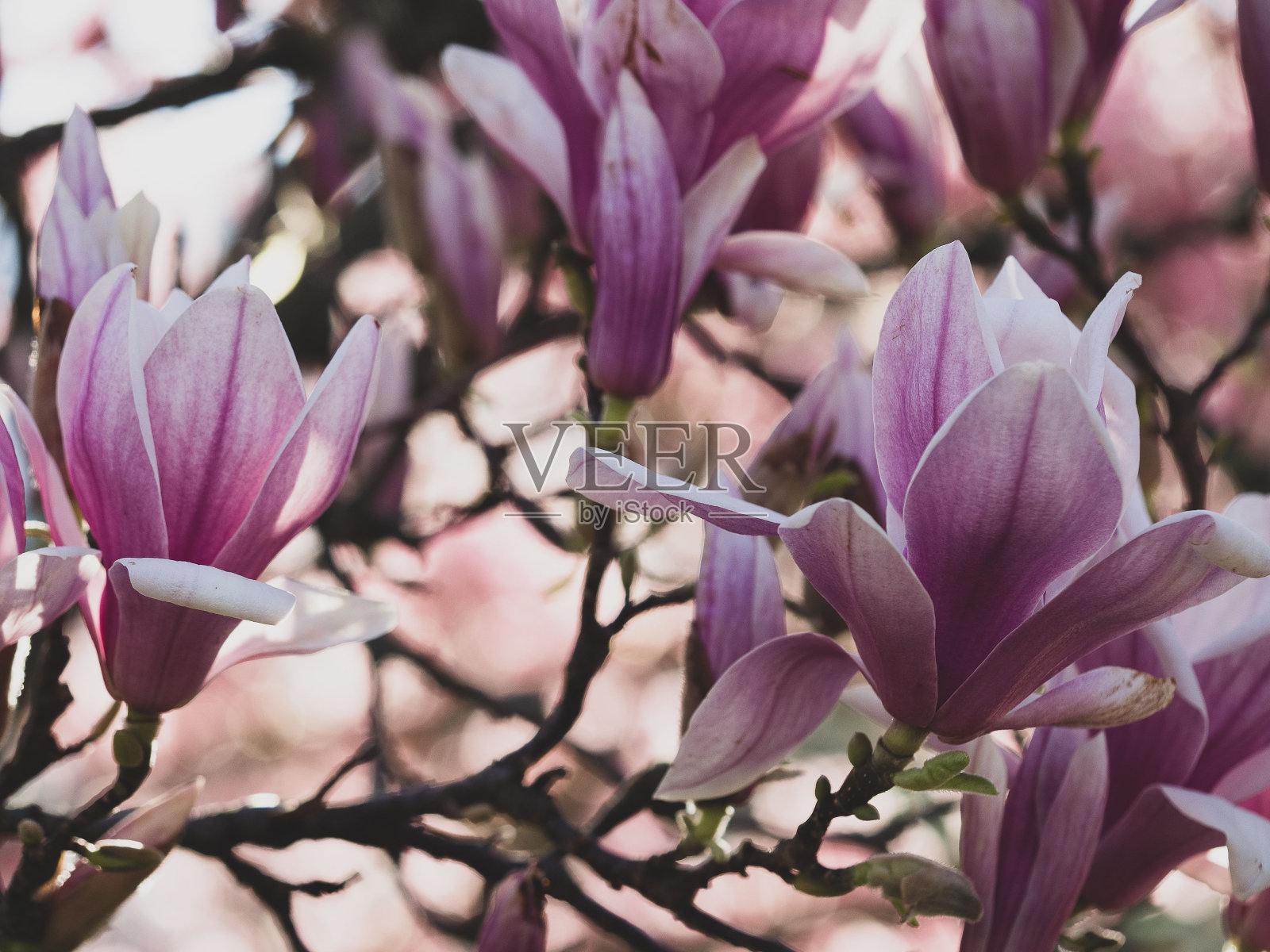 特写木兰在阳光下生长在树枝上照片摄影图片