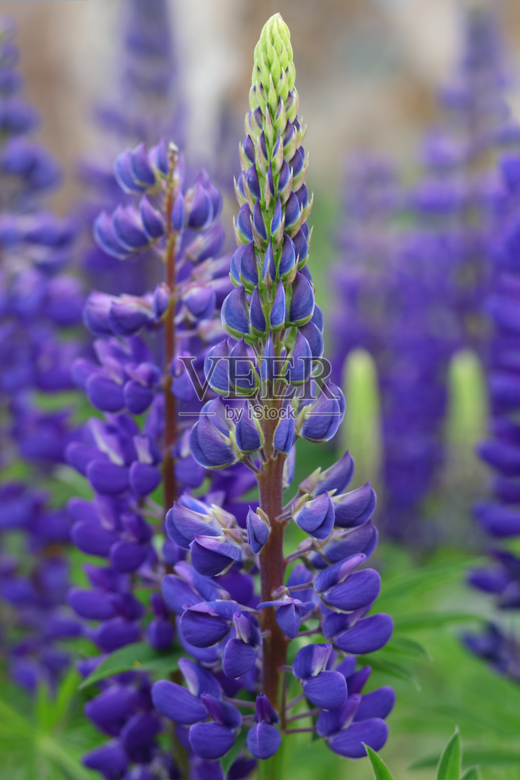 蓝色的卢平花在田野里盛开。一束羽扇豆夏日花背景。紫罗兰春夏花。蓝色的花羽扇豆，绿色的背景。Lupinus。蝶形花科的家庭。盛开的狼照片摄影图片