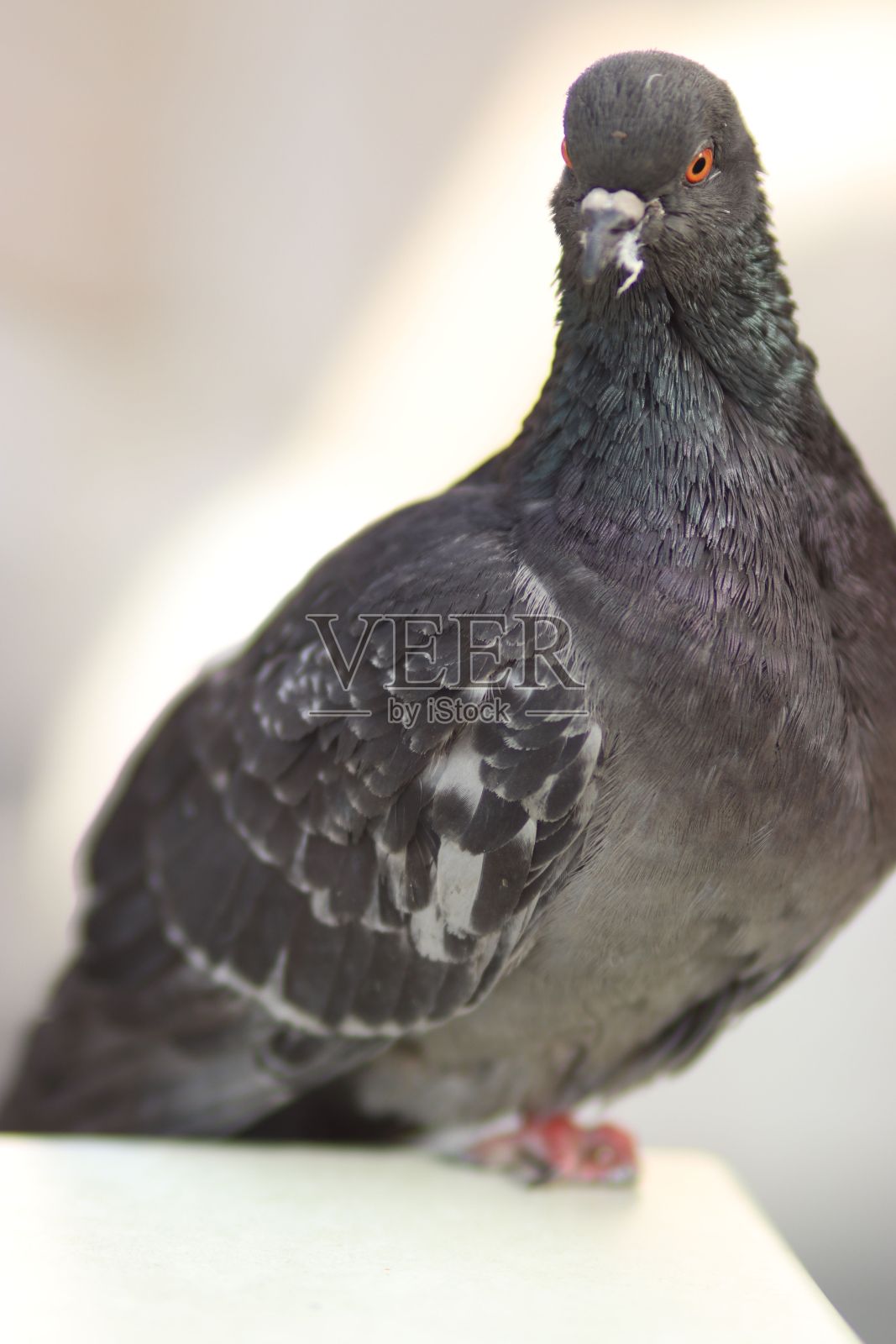 背景模糊的阳光下一只野鸽的选择性聚焦照片摄影图片