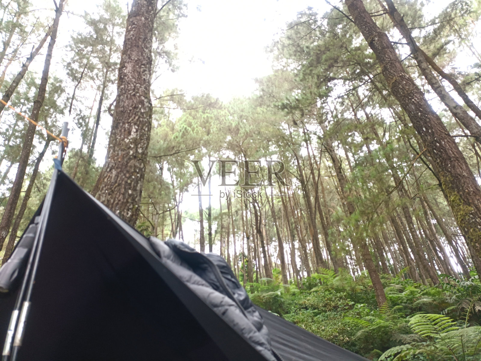 下午在松林。照片摄影图片