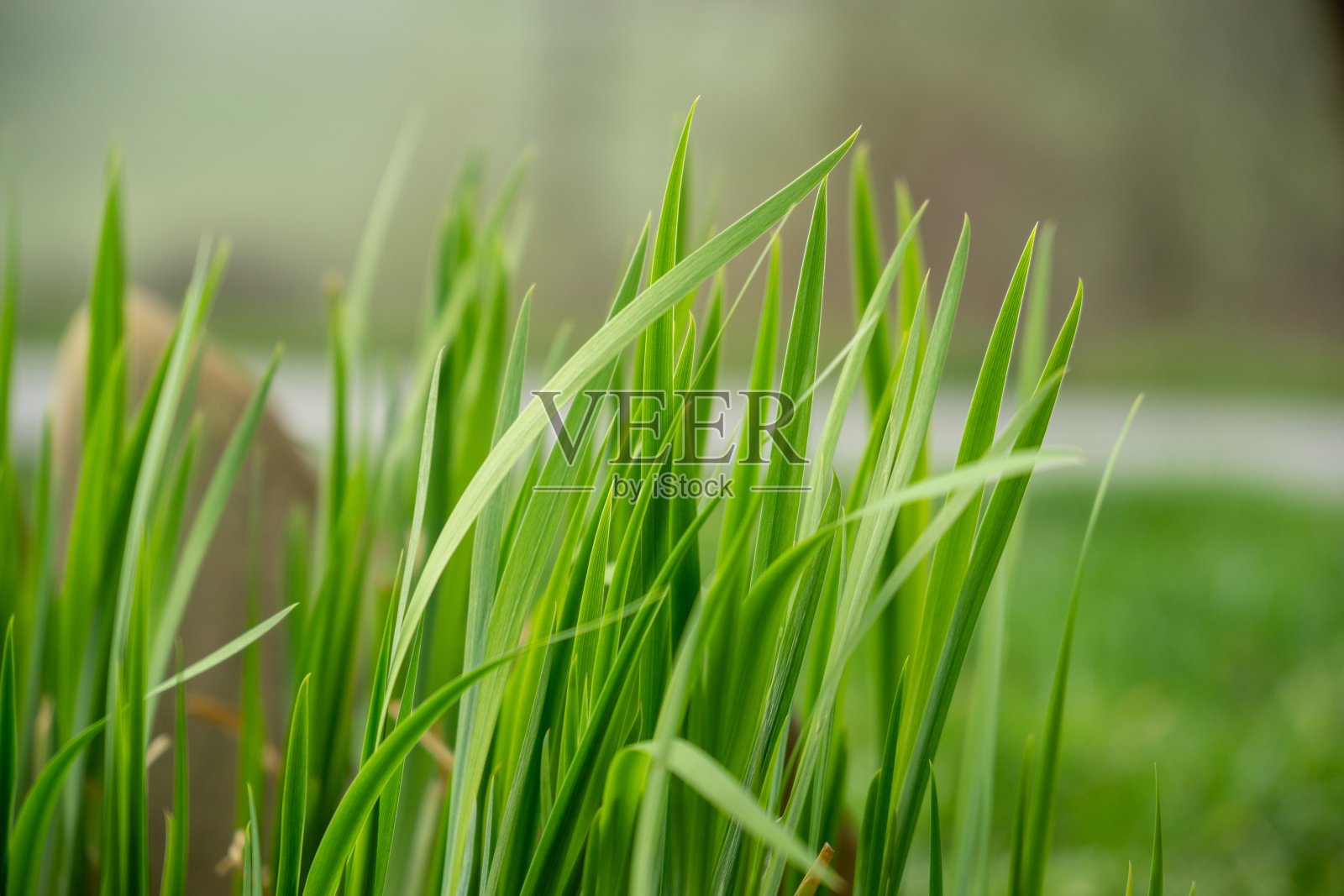 在草地上或花园里，在大自然中，有绿色的新鲜草。照片摄影图片