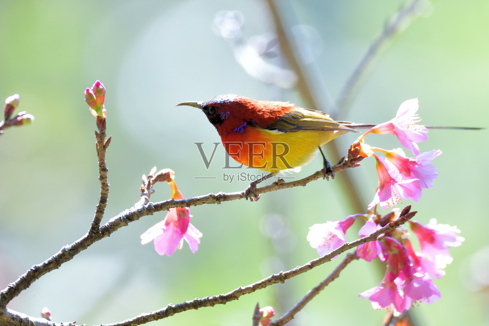 鸟照片摄影图片