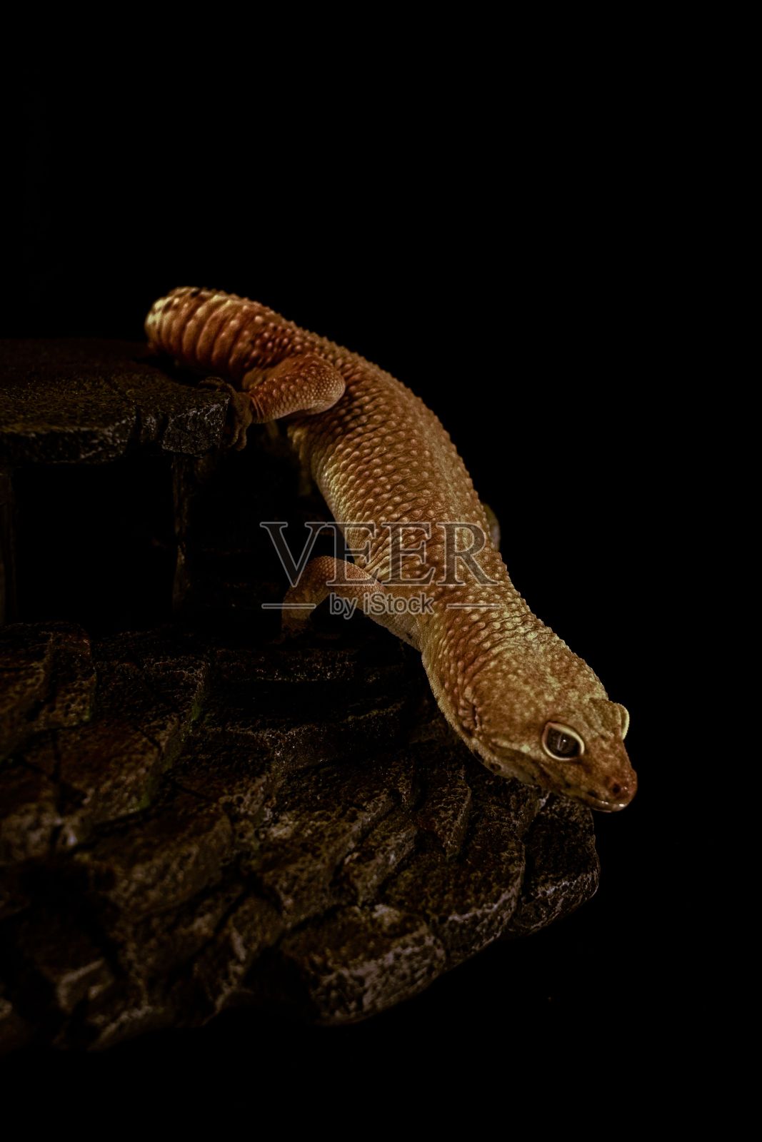 一个令人毛骨悚然的壁虎在黑暗背景的led灯下爬上树林的垂直镜头照片摄影图片