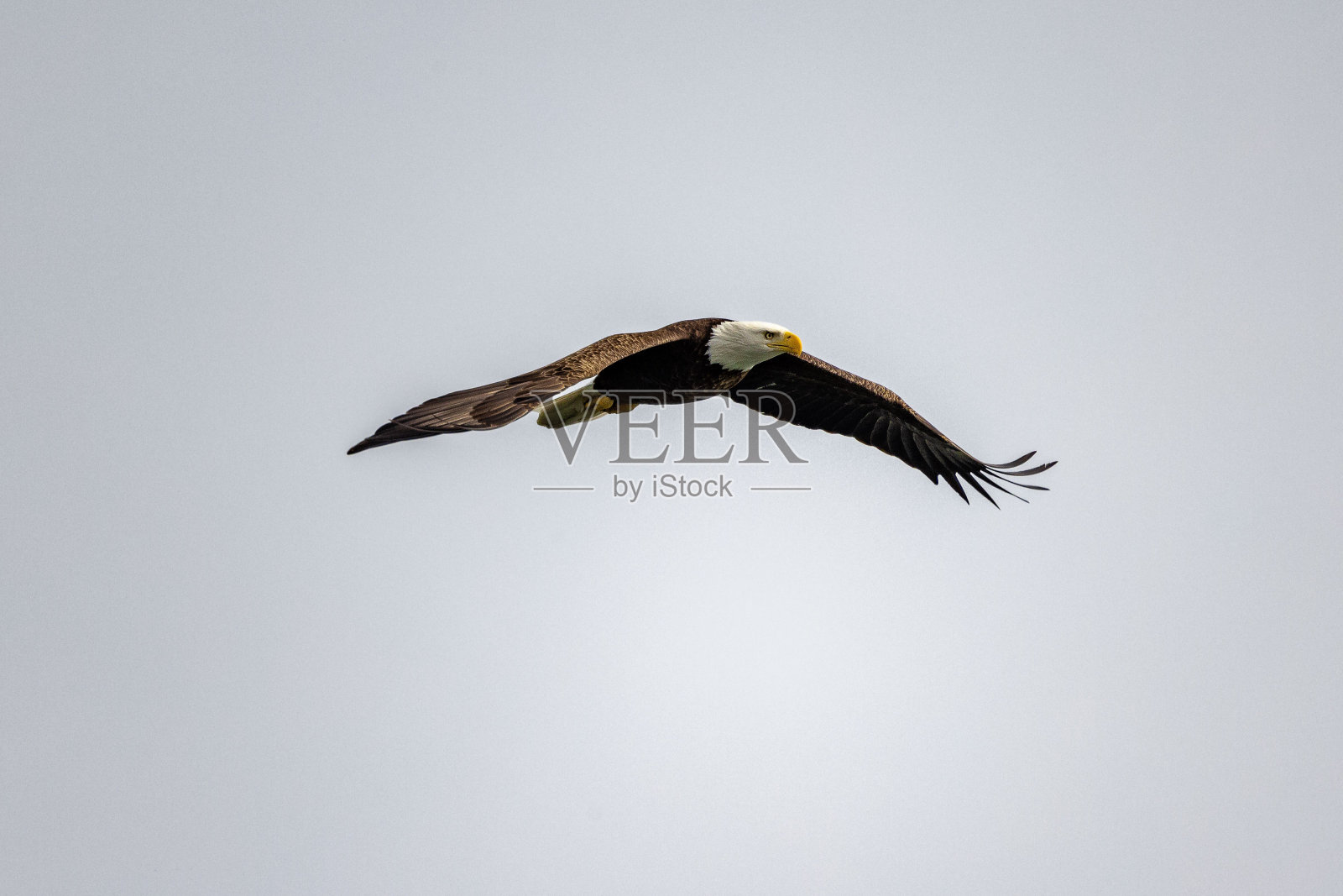 雄鹰在阴沉的天空中展翅翱翔照片摄影图片