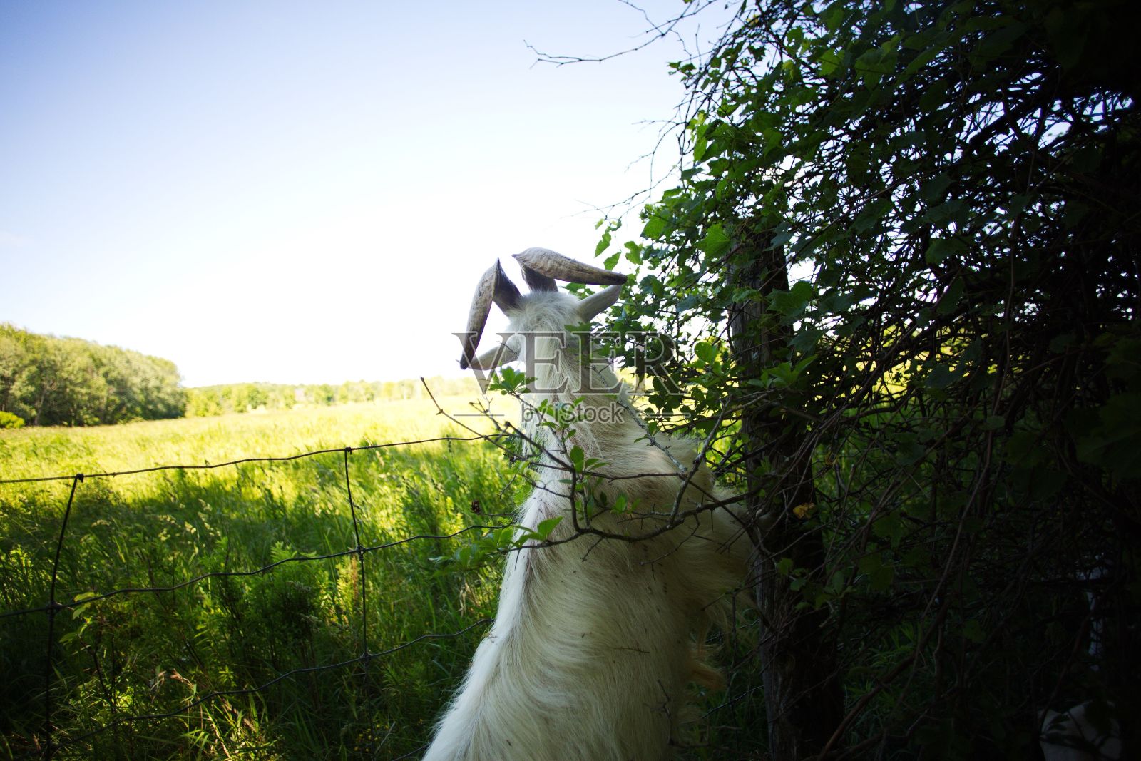 白色的山羊在草地上吃草，阳光下的背景模糊照片摄影图片