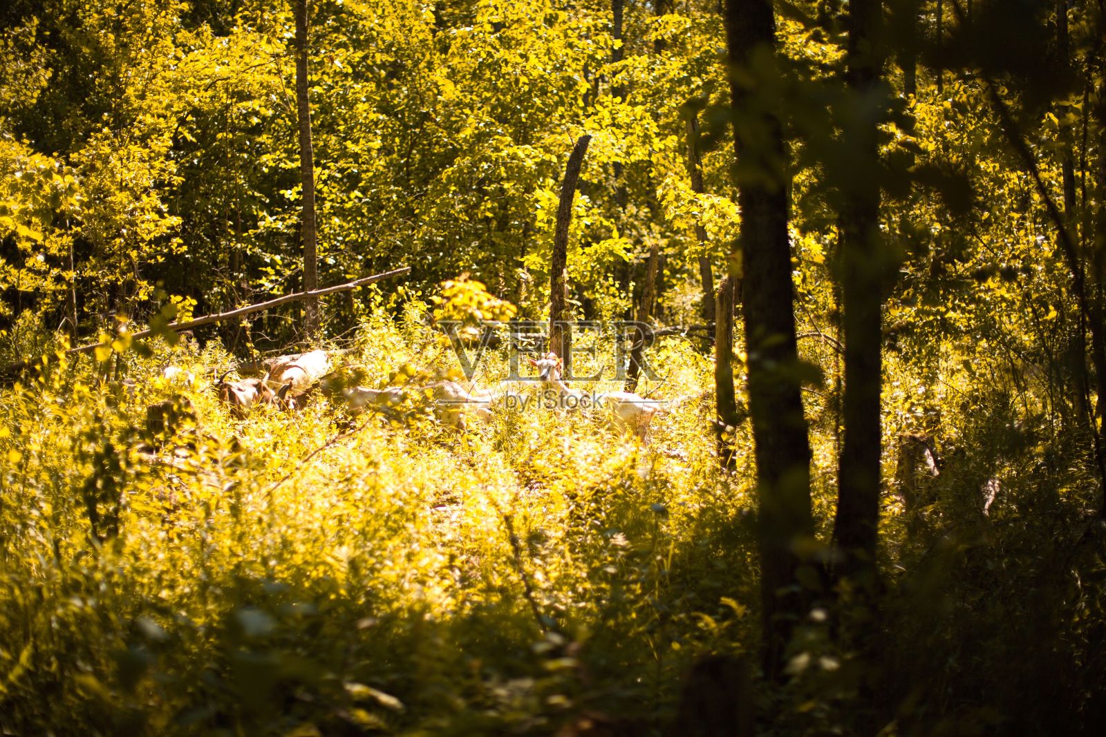特写山羊在阳光下在农村的草地上吃草照片摄影图片