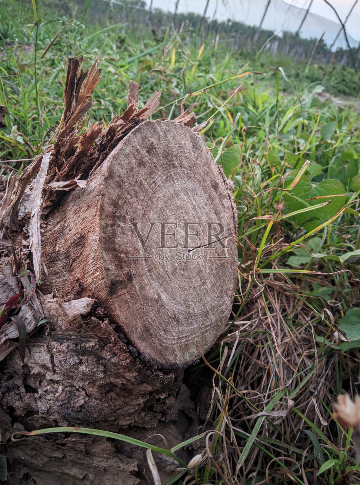 倒下的树照片摄影图片