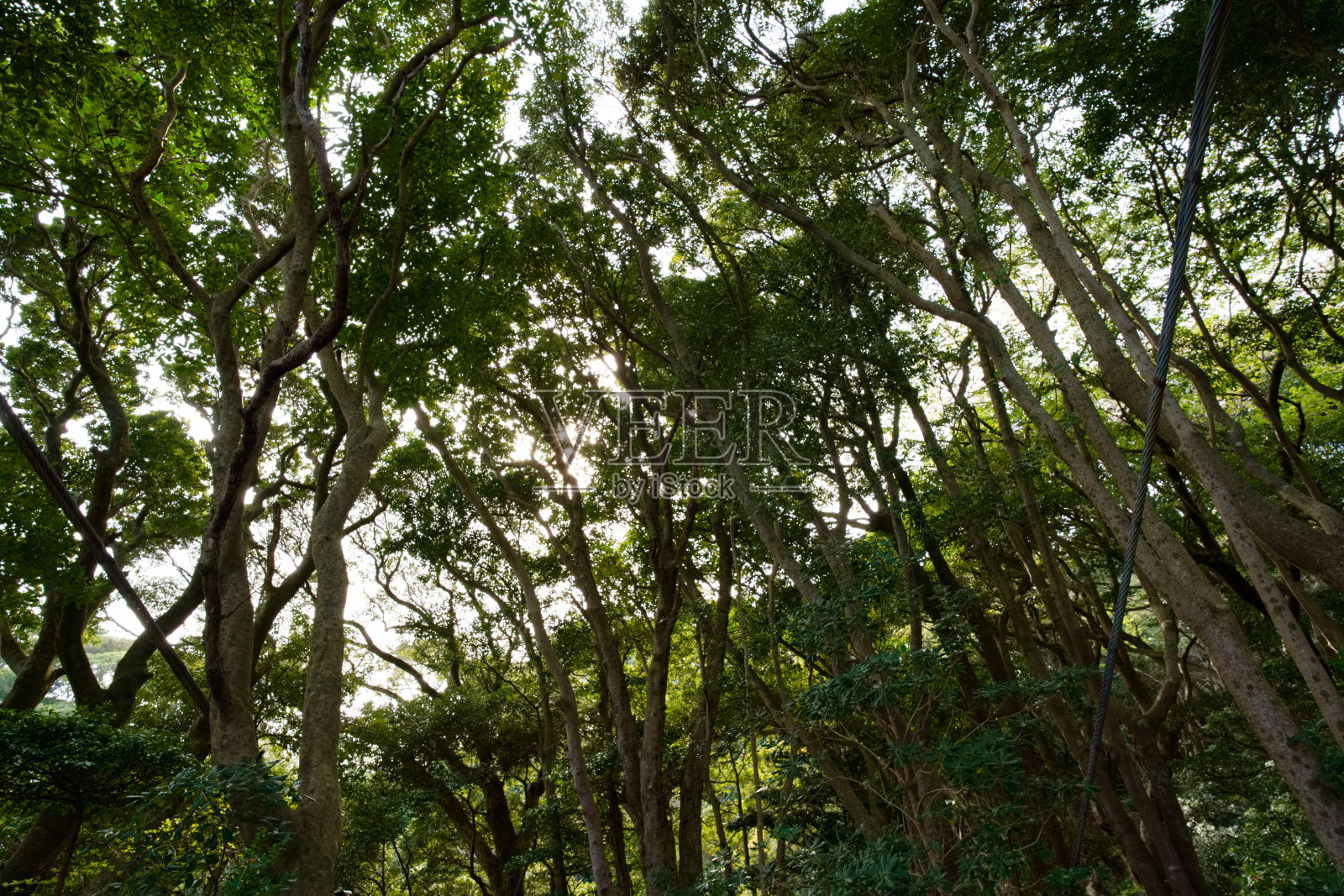伊豆半岛伊豆高地的森林和吊桥照片摄影图片