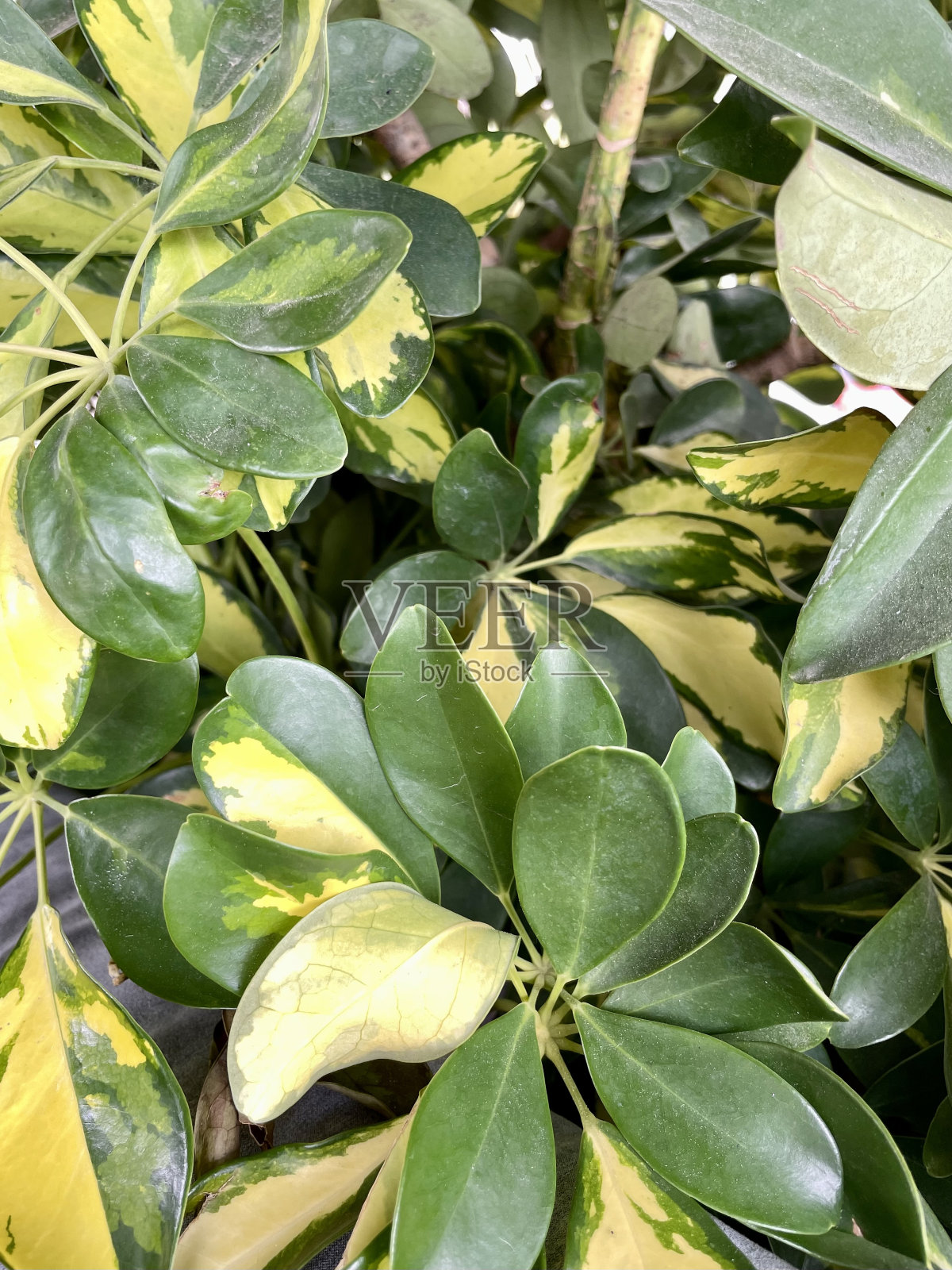 绿色模式照片摄影图片