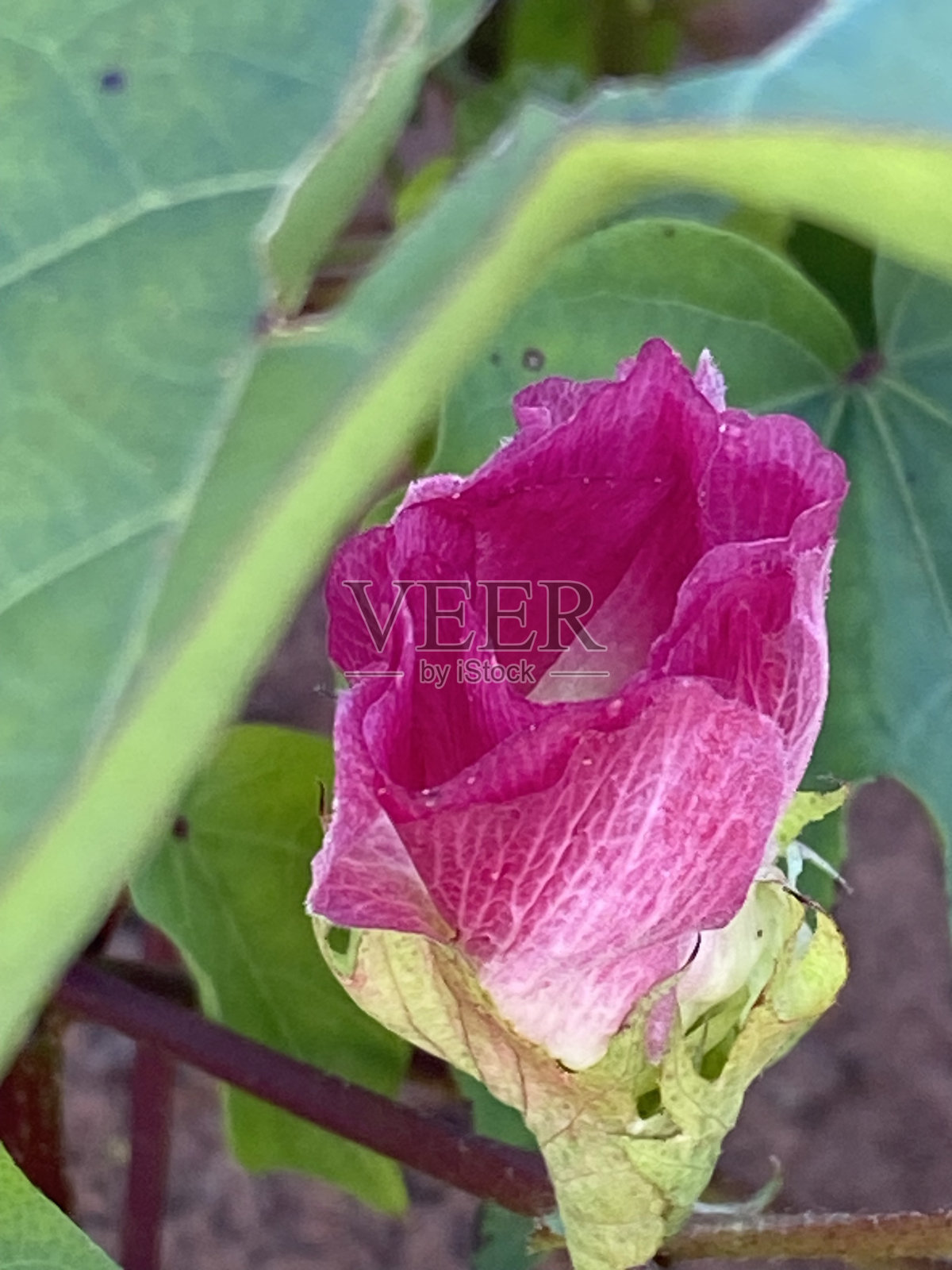 陆地棉(棉)系列照片摄影图片