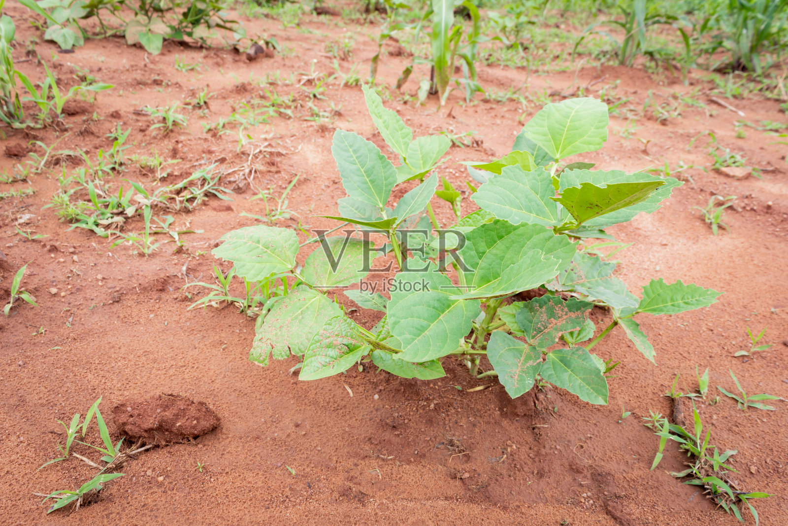 玉米和大豆种植。家庭农场照片摄影图片