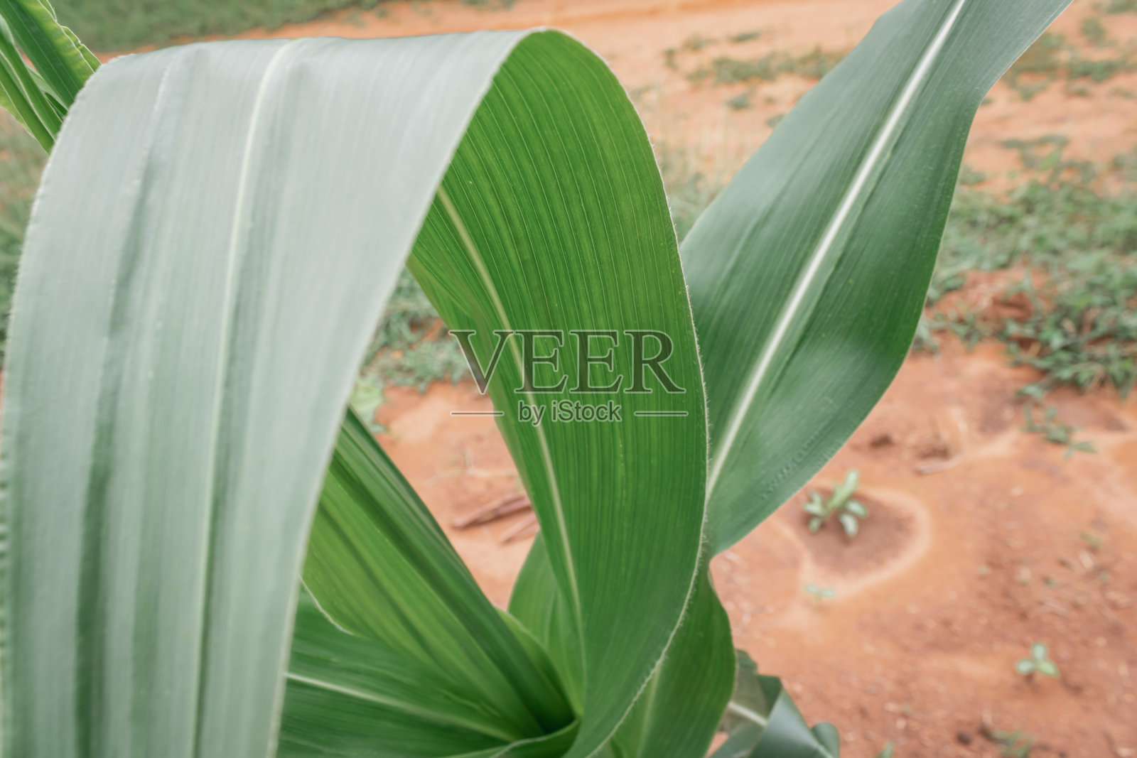 焦点是玉米。绿色玉米叶照片摄影图片