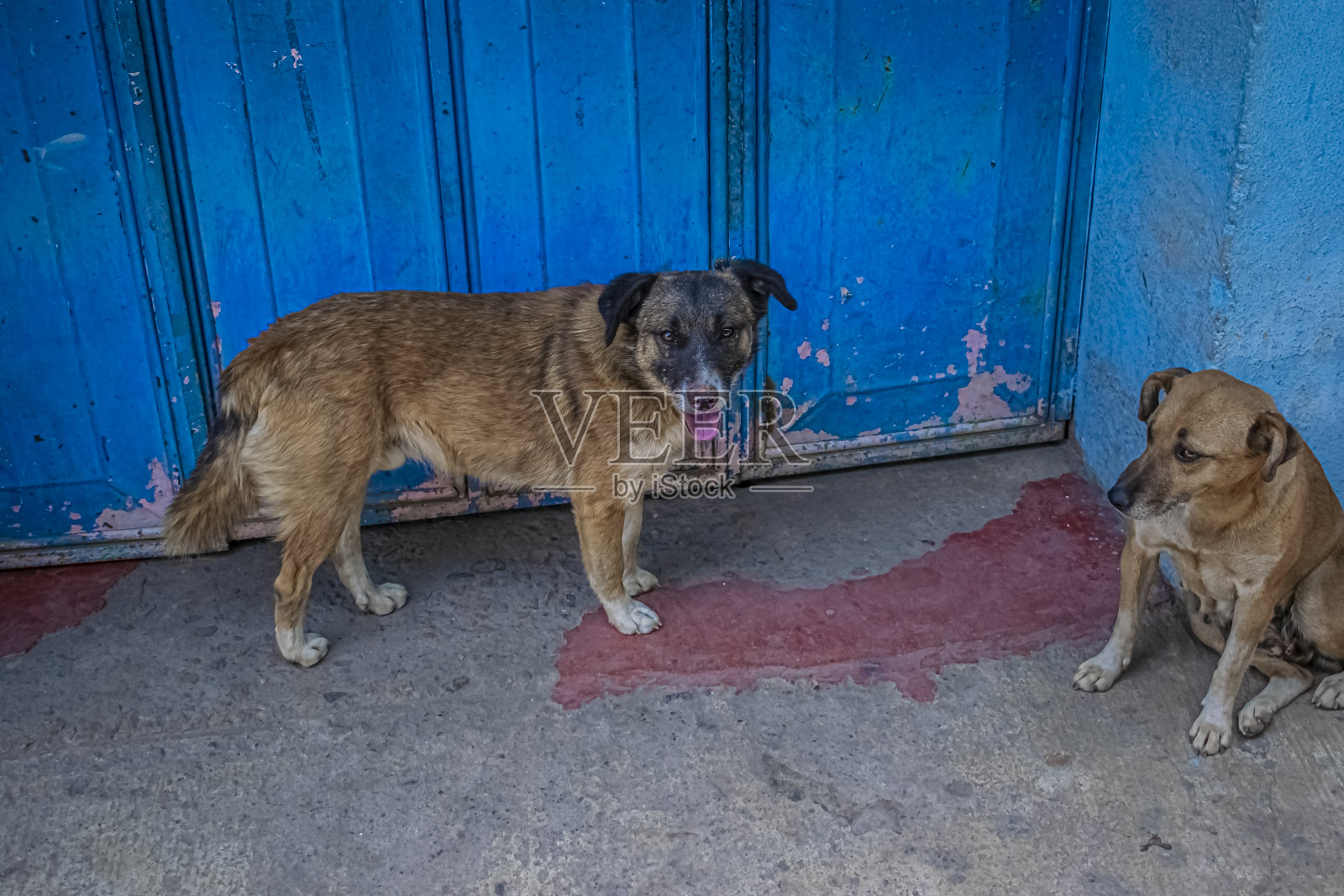 Orange-tailed狗照片摄影图片
