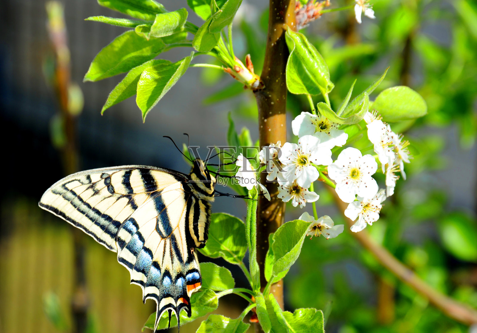 一只燕尾蝶正坐在一丛梨花上，试图消耗花蜜。照片摄影图片