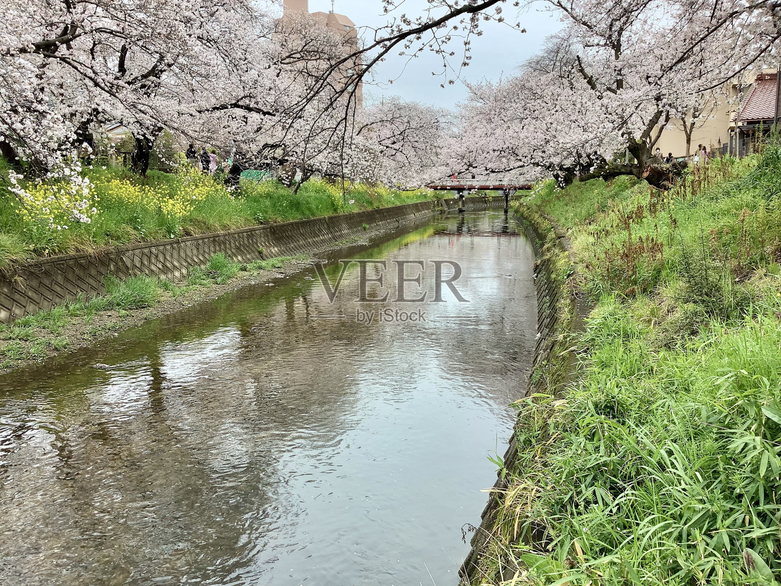 爱知县高条河边的樱花树风景照片摄影图片