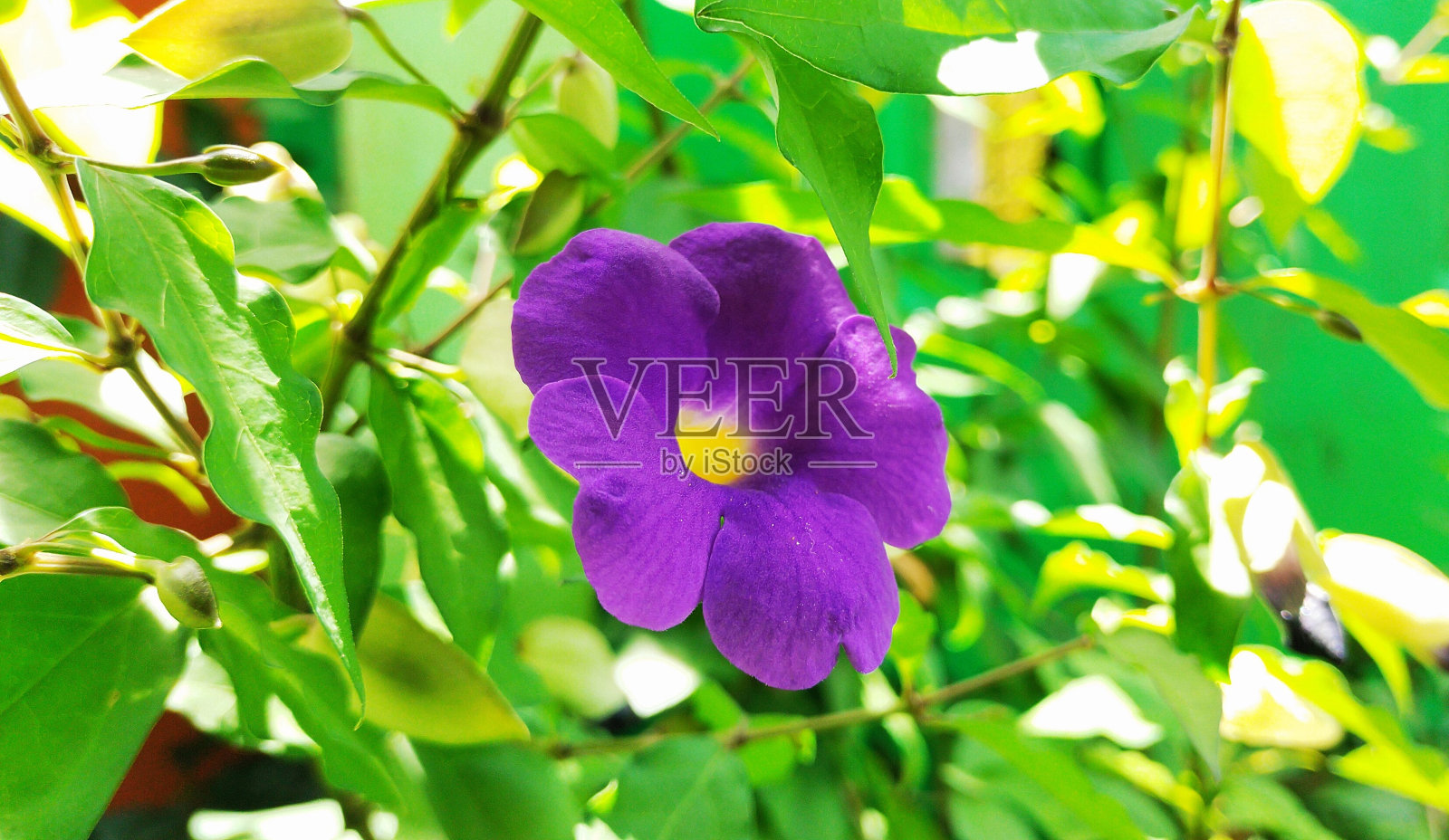 照片花的顿珠图案纹理背景照片摄影图片