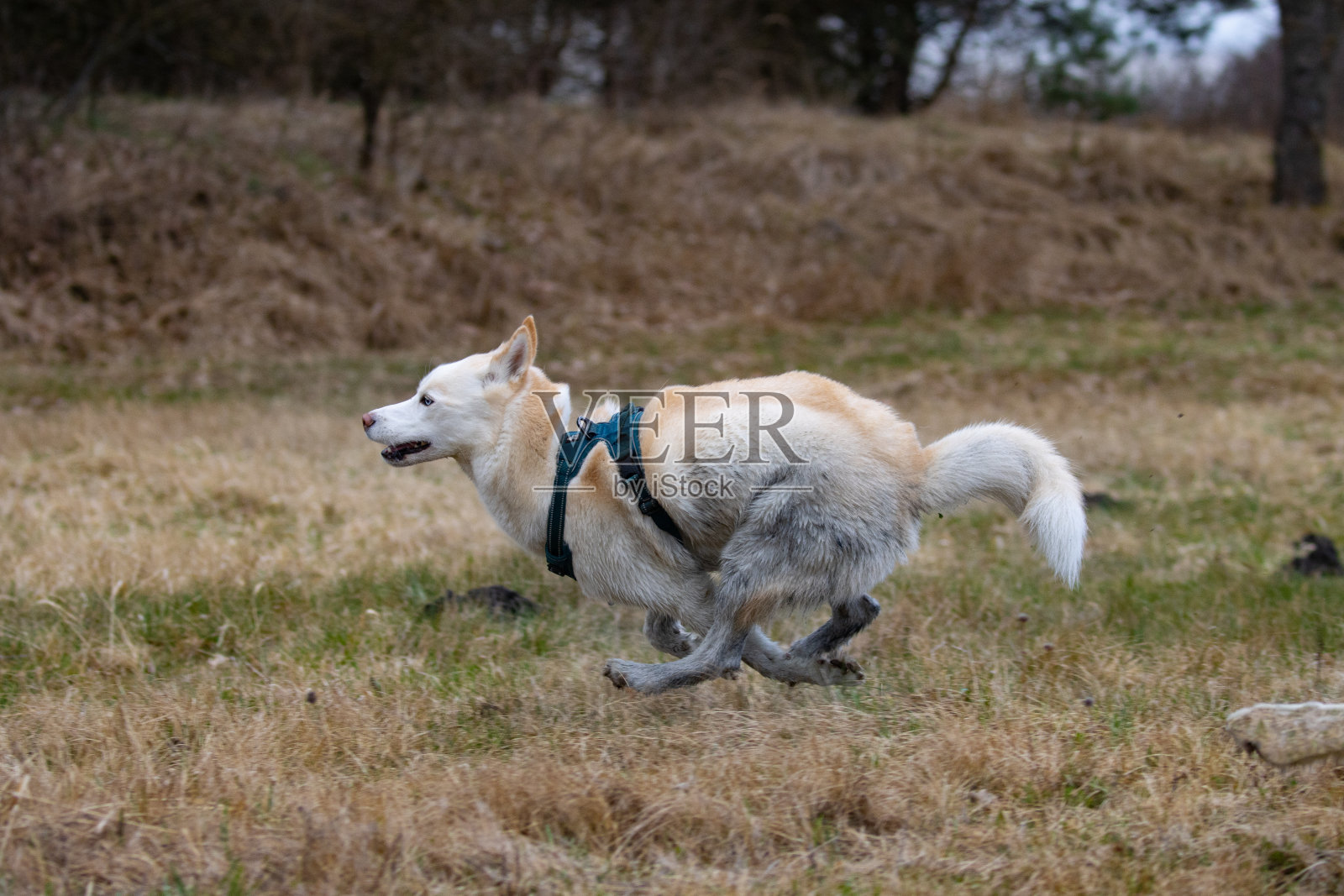 白色哈士奇犬照片摄影图片