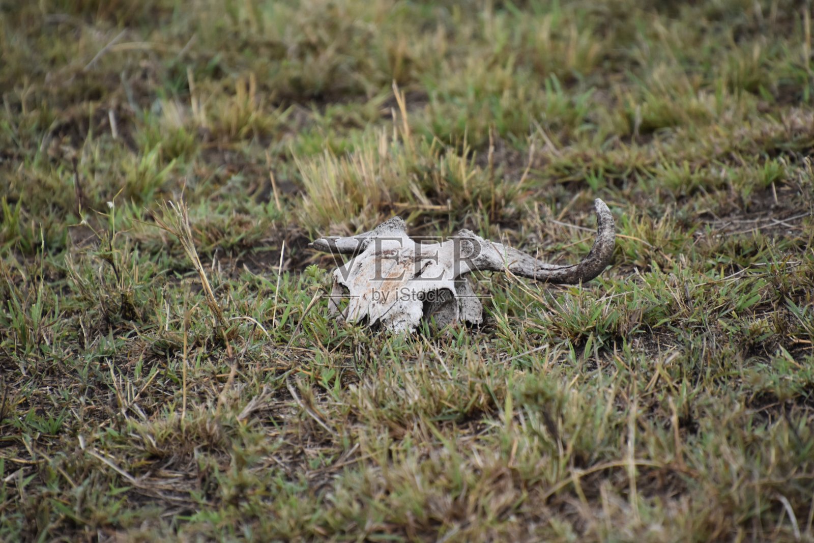 马赛马拉照片摄影图片