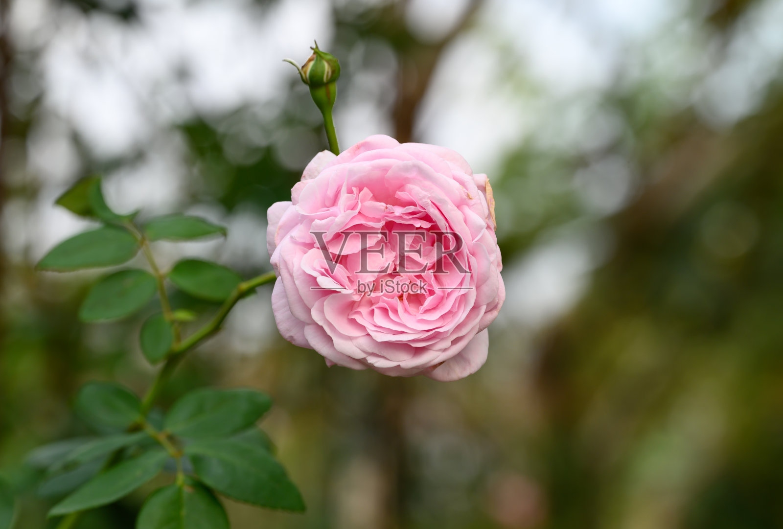 美丽的粉红玫瑰盛开在花园里，装饰花照片摄影图片