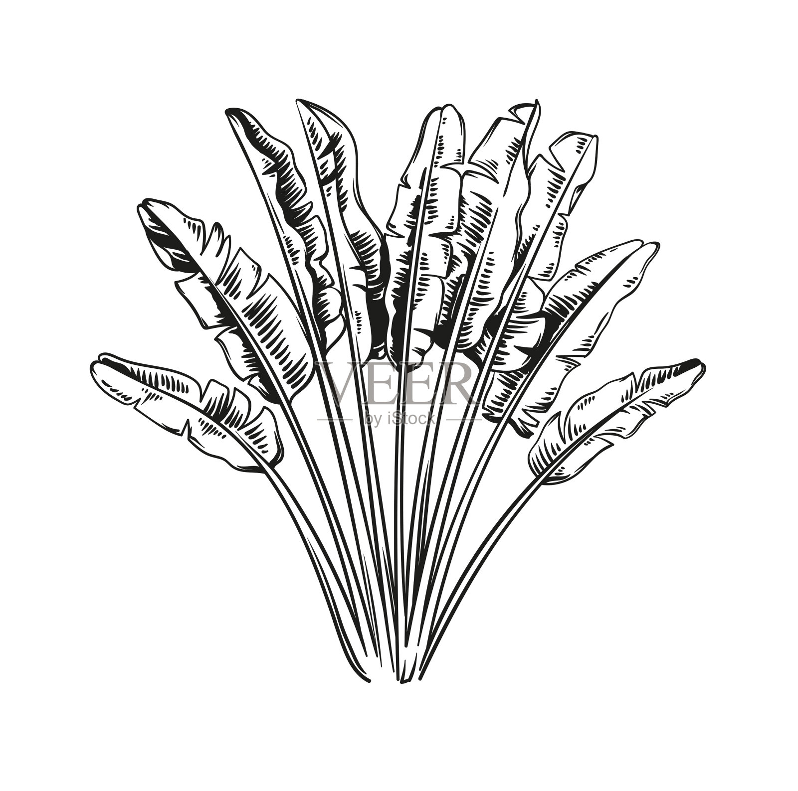 手绘黑白热带棕榈树。矢量插图。夏威夷植物写实风格。叶的设计。植物元素隔离在白色背景上。插画图片素材