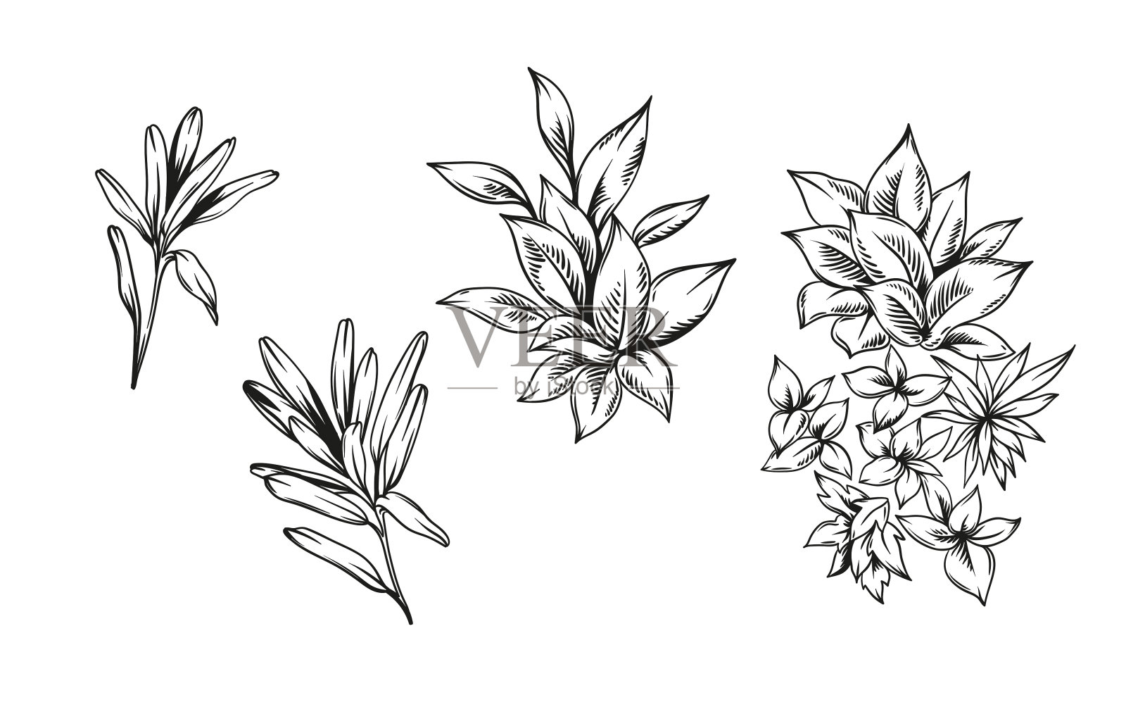 手绘黑白热带植物。灌木丛和草地。矢量插图集。叶的设计。植物元素隔离在白色背景上。插画图片素材