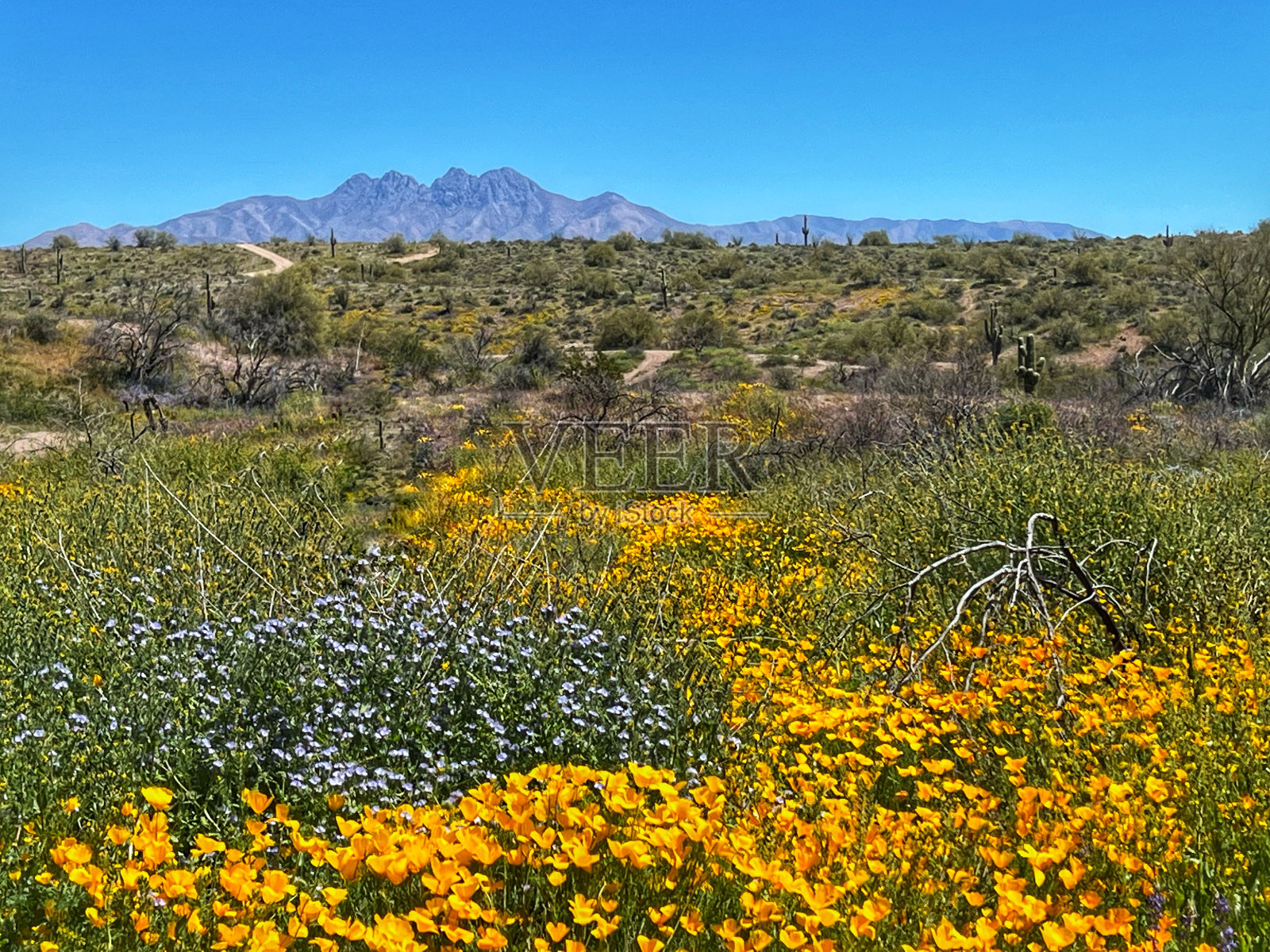 春天的通托国家森林照片摄影图片