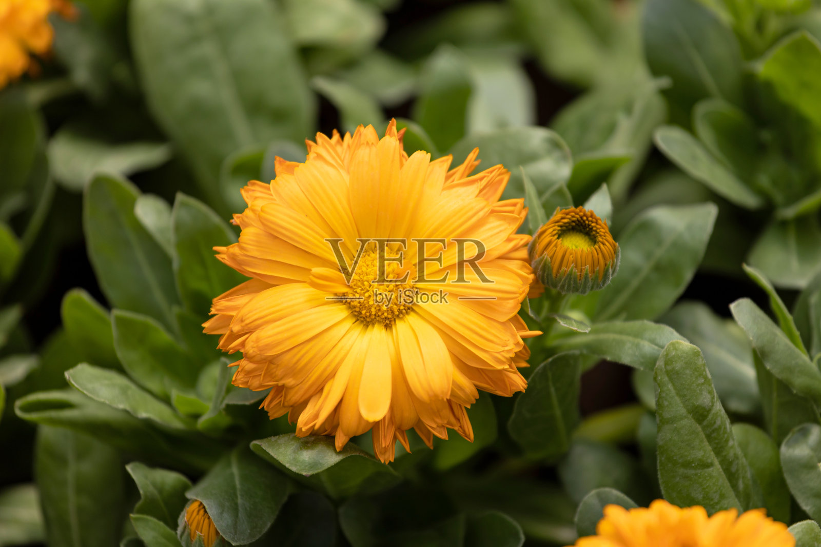 金盏花盛开照片摄影图片