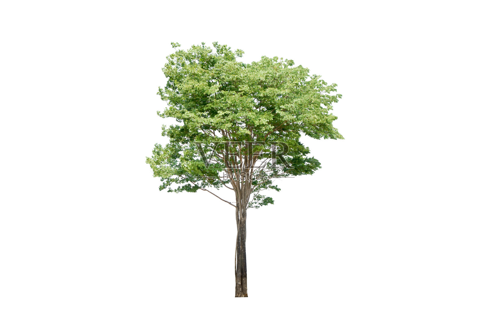 树。照片摄影图片