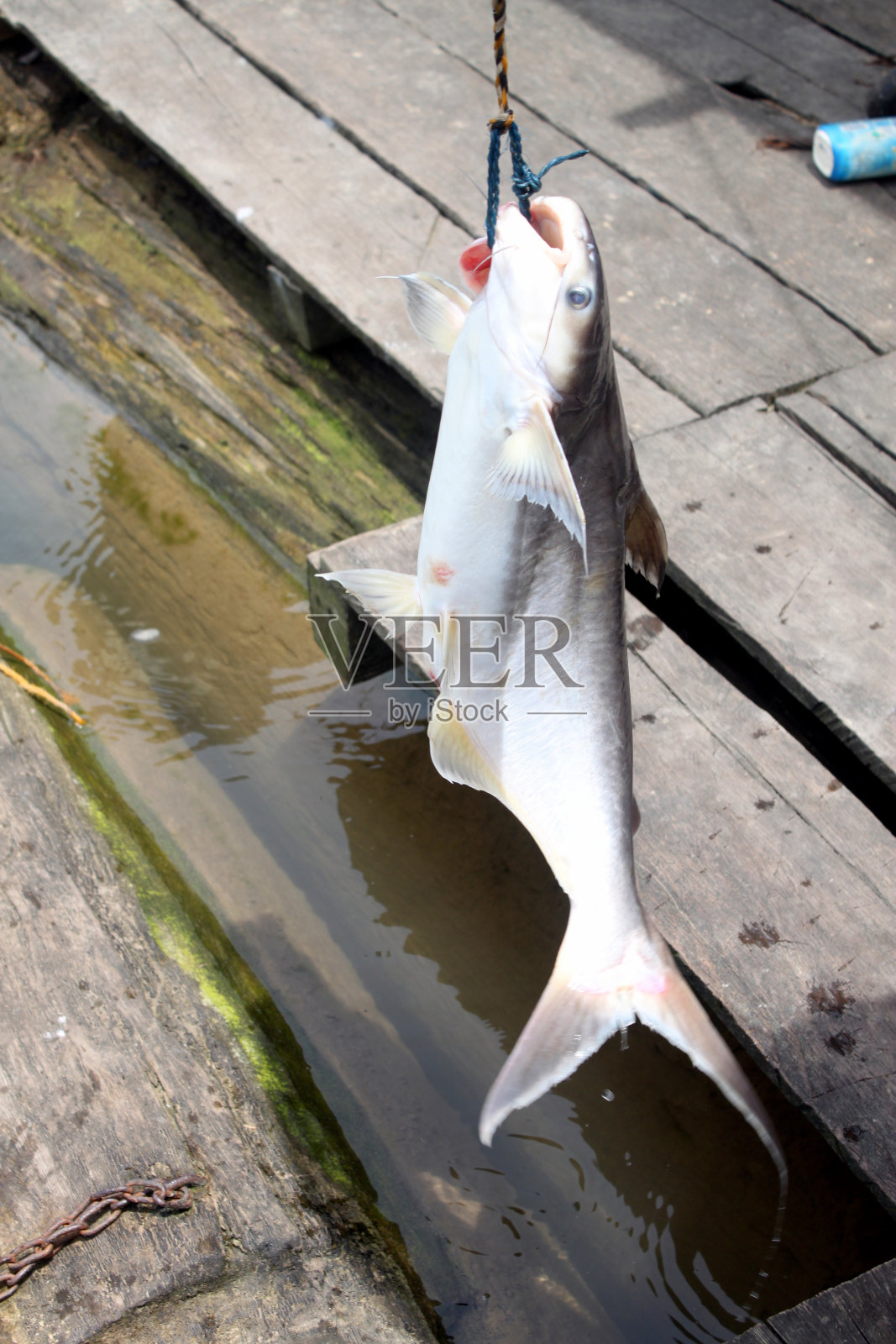 鲶鱼照片摄影图片