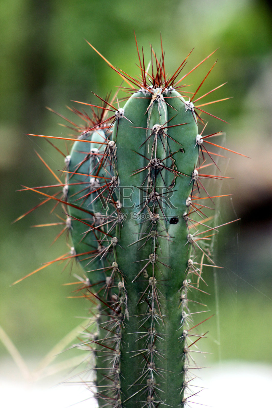 仙人掌照片摄影图片