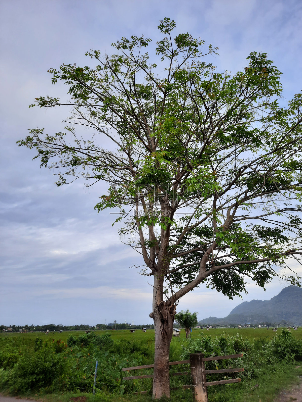 树照片摄影图片