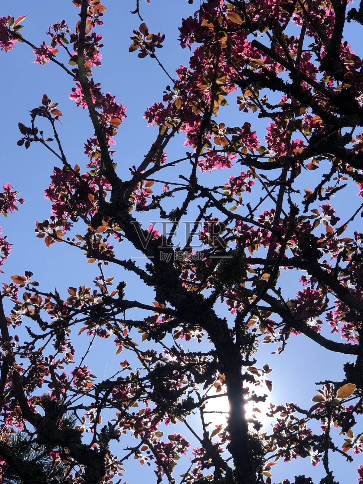 樱花照片摄影图片