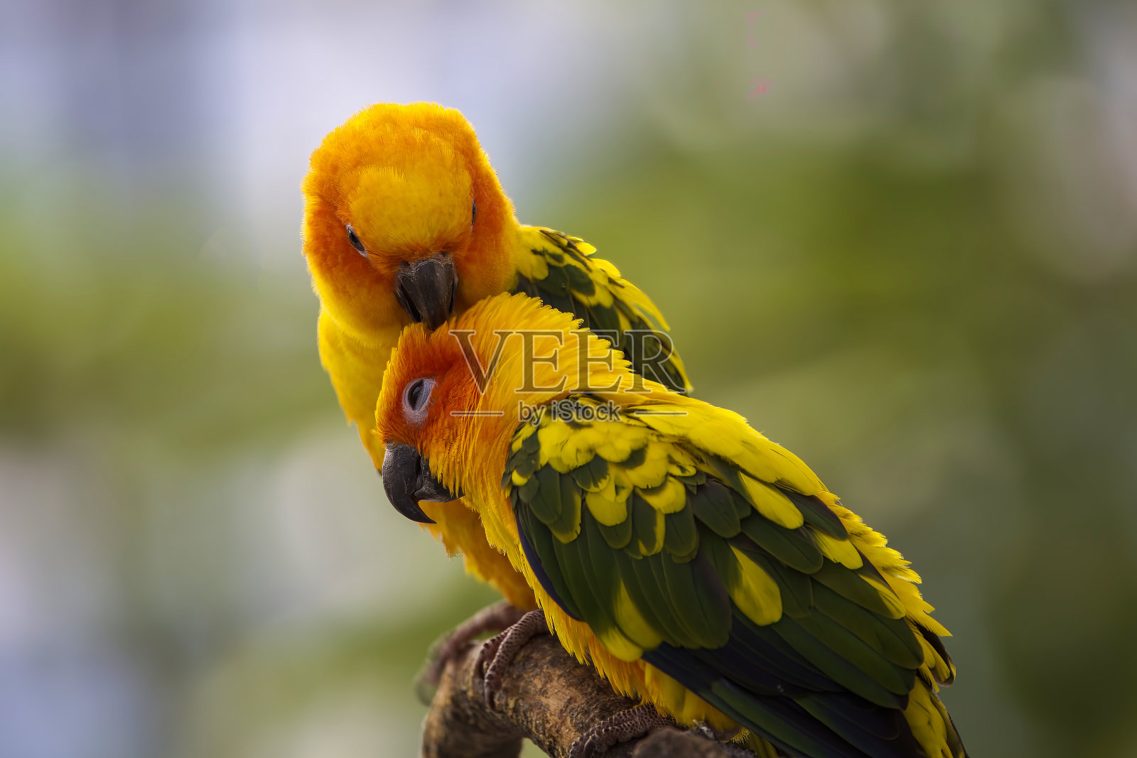 太阳长尾小鹦鹉面部肖像的侧面。照片摄影图片