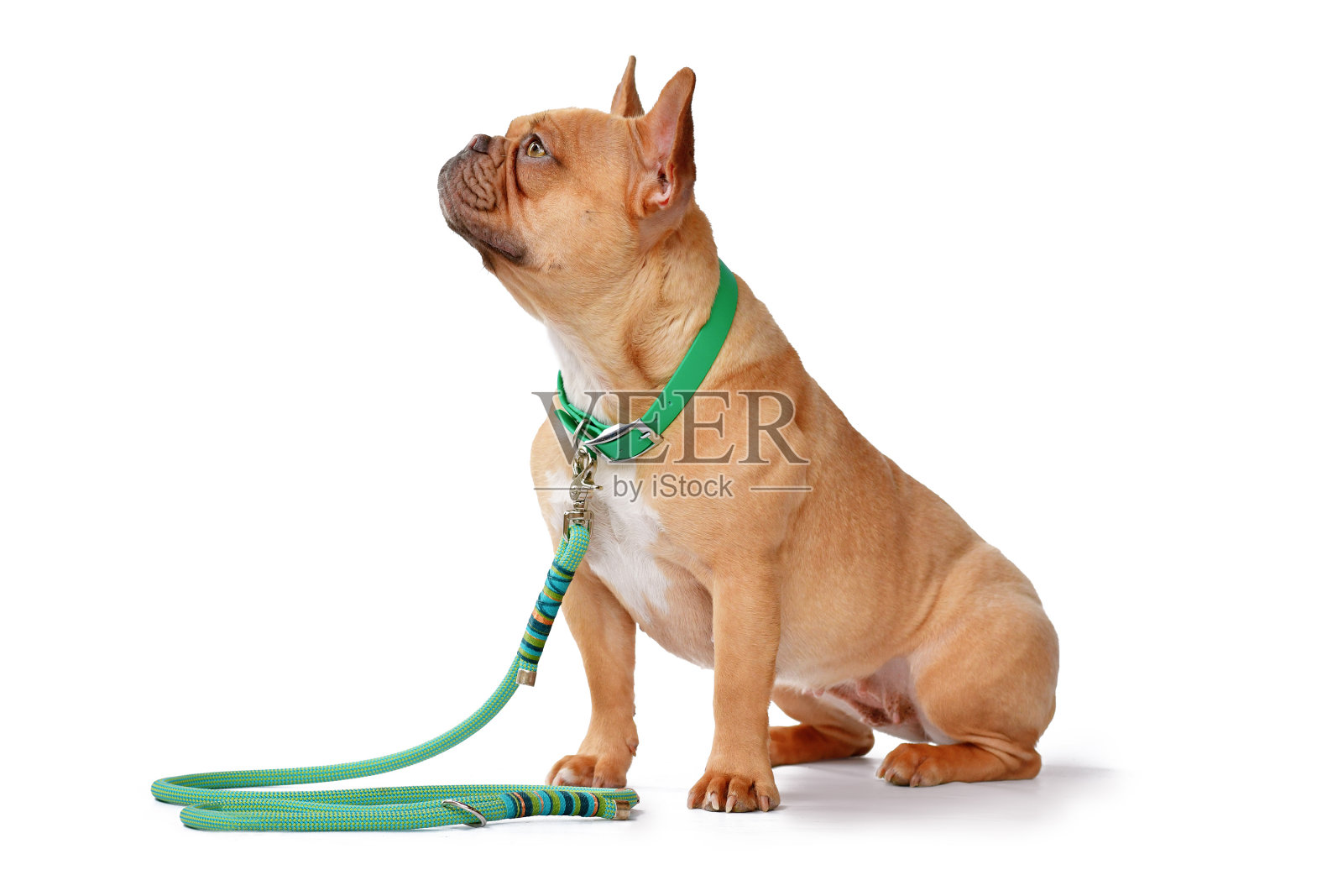 法国斗牛犬戴着绿项圈和绳带照片摄影图片