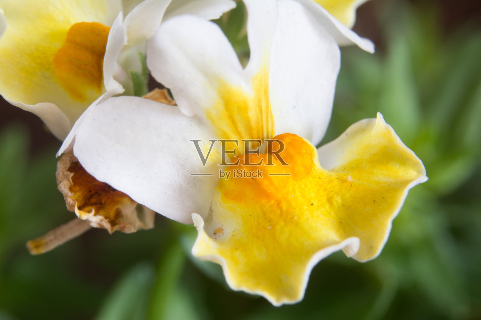 美丽的微距照片的花园花照片摄影图片