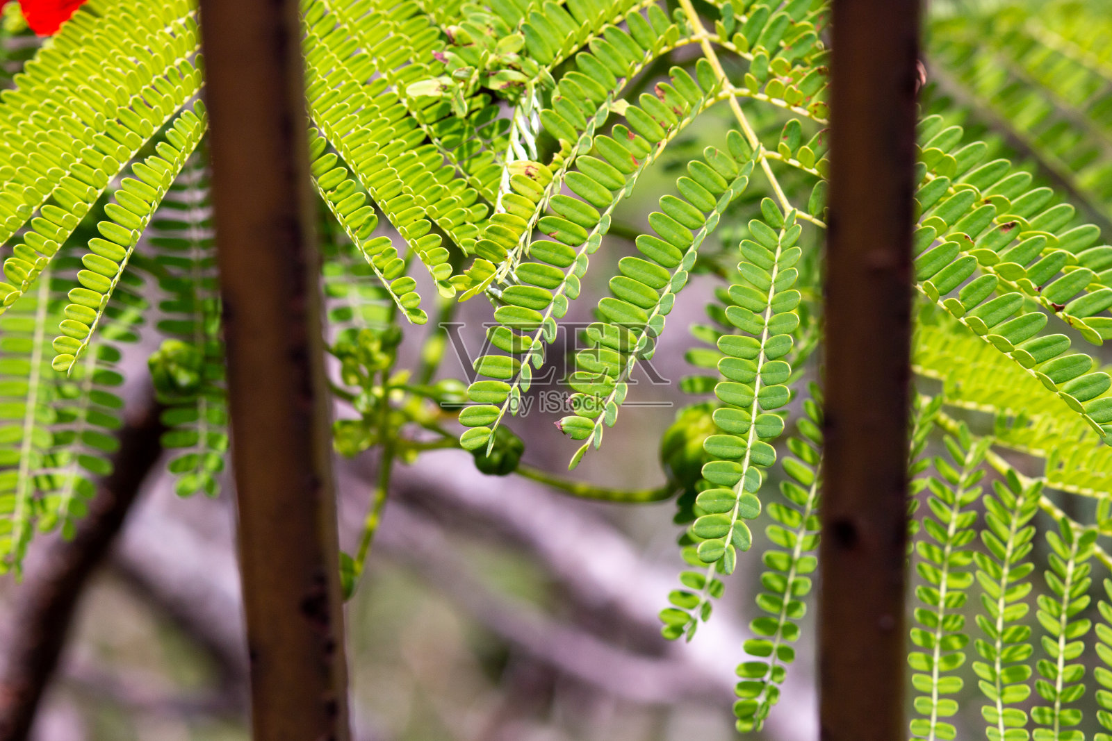 里约热内卢坎塔加洛山花园里的蕨类植物。照片摄影图片