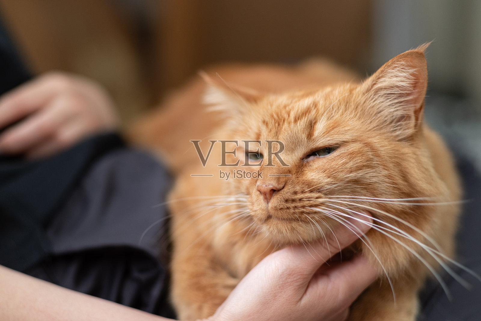 抚摸猫照片摄影图片