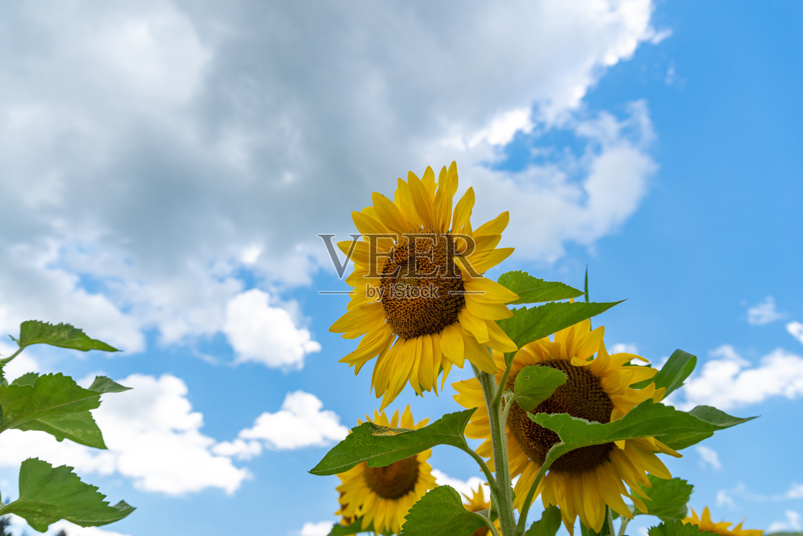蓝天和向日葵照片摄影图片